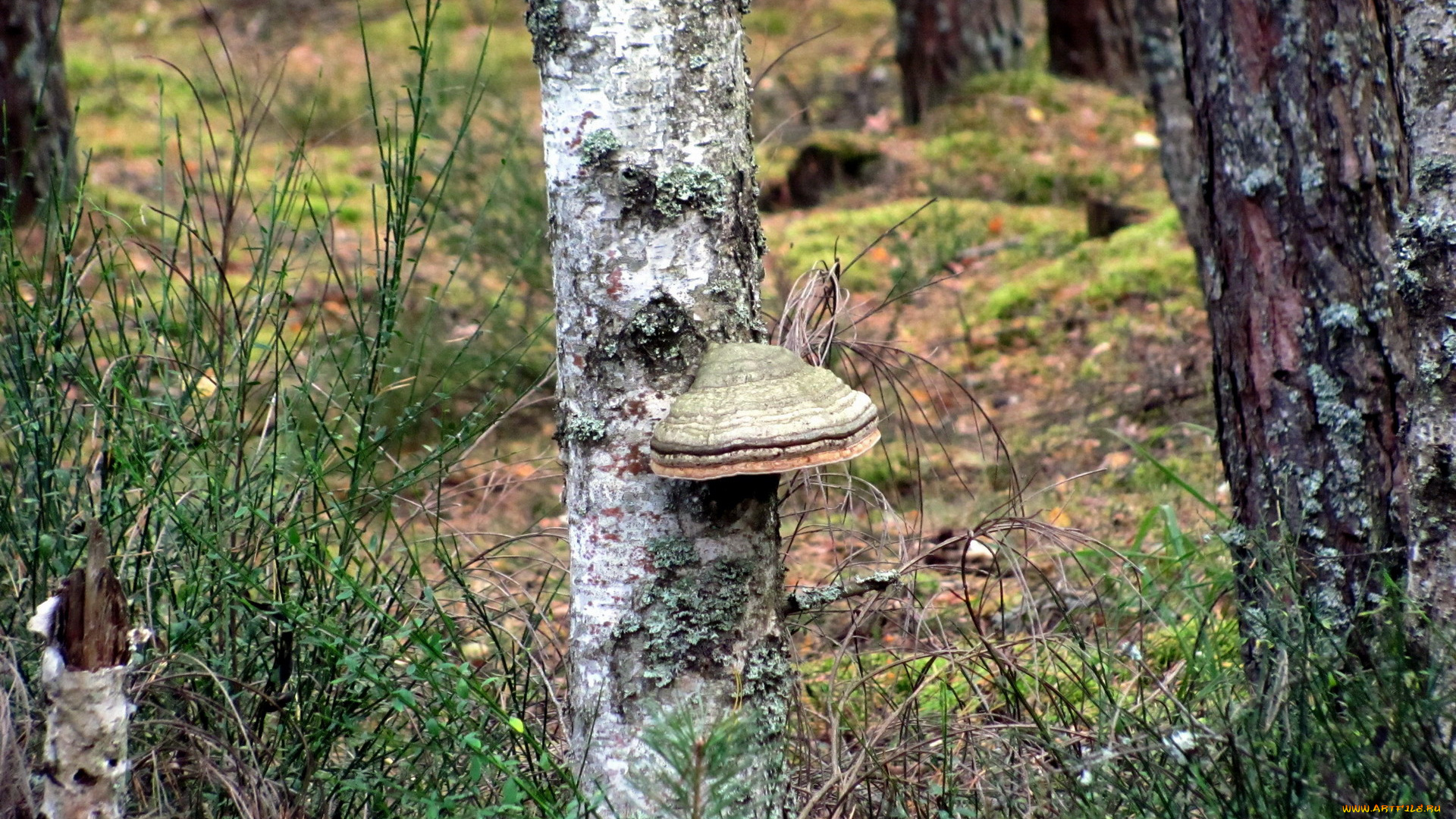 природа, грибы, стволы