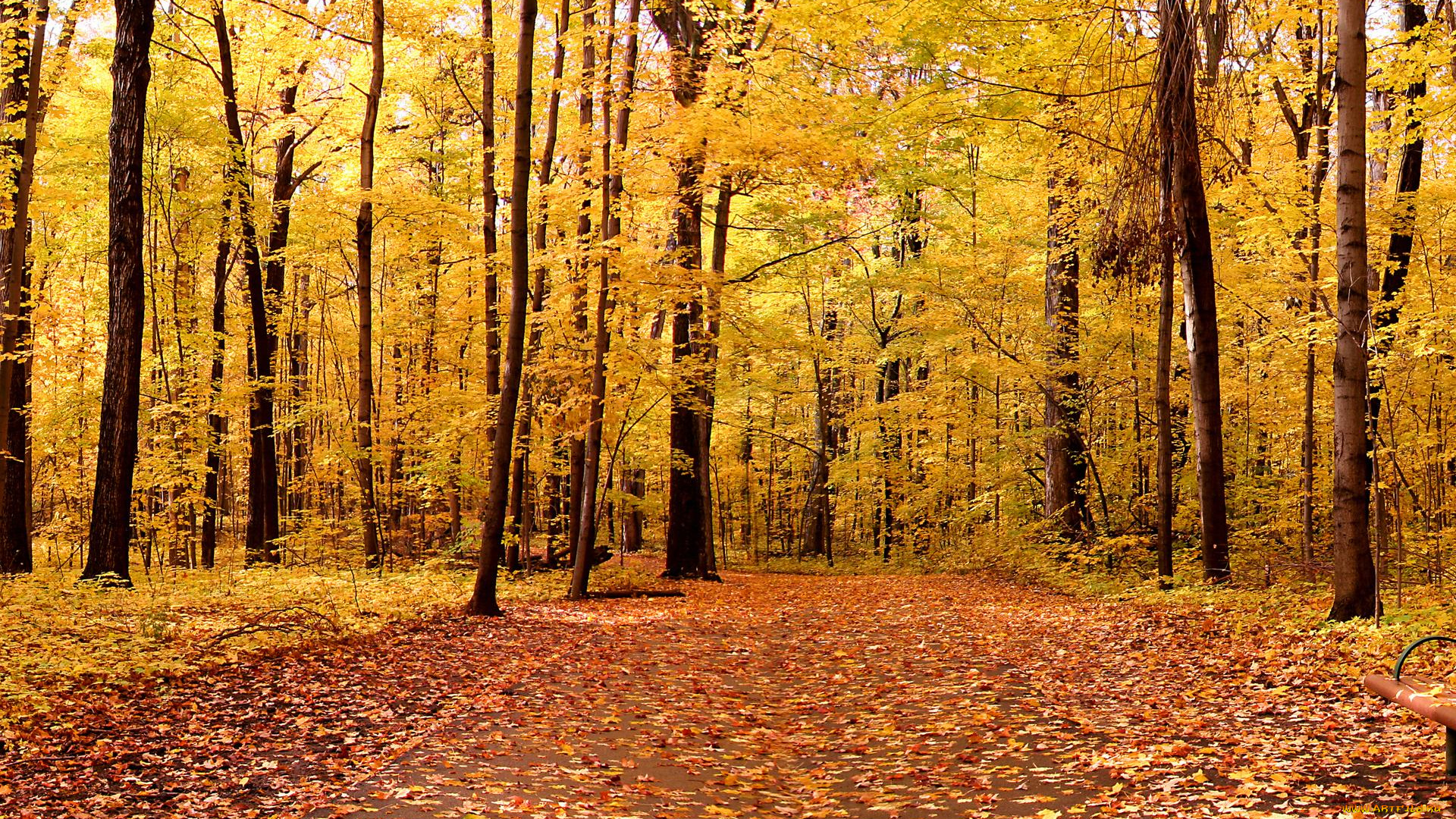природа, лес, деревья, осень, дорожка, листья