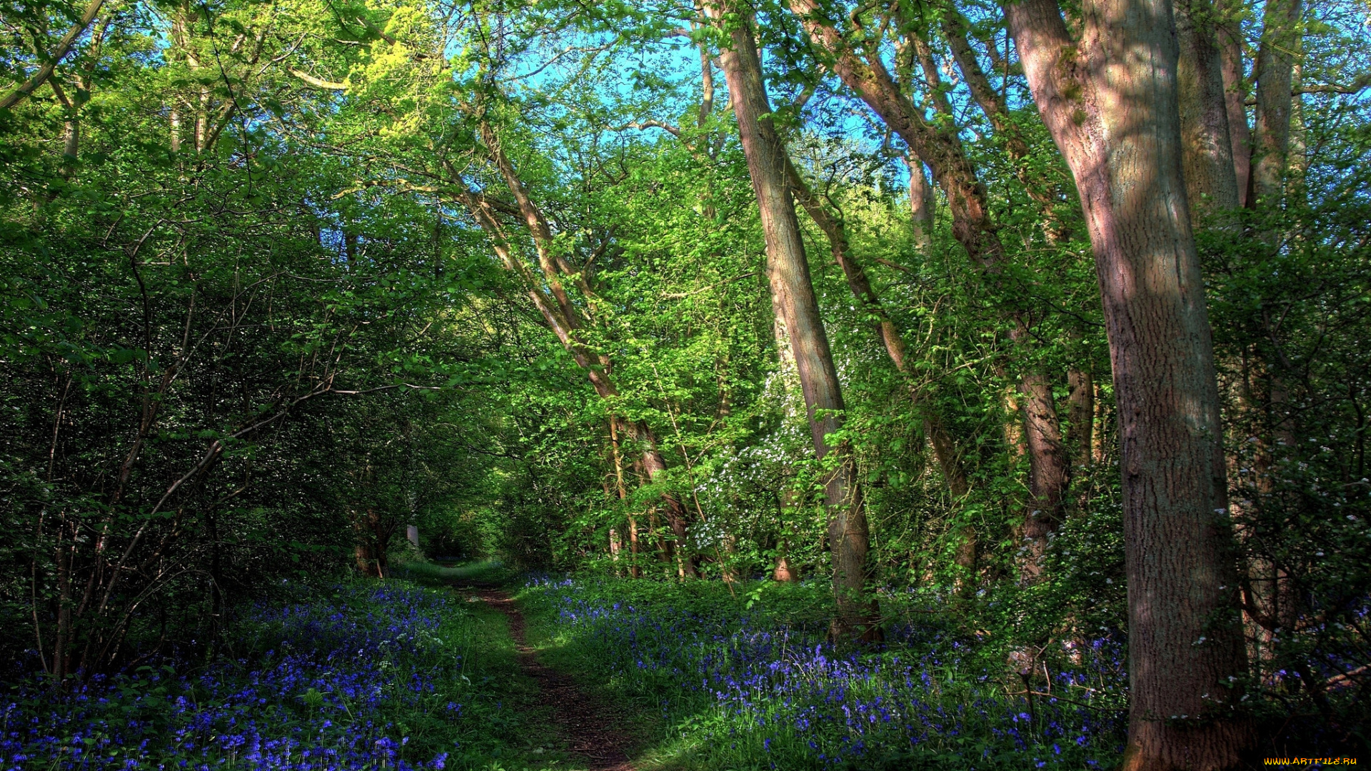 природа, лес, простор