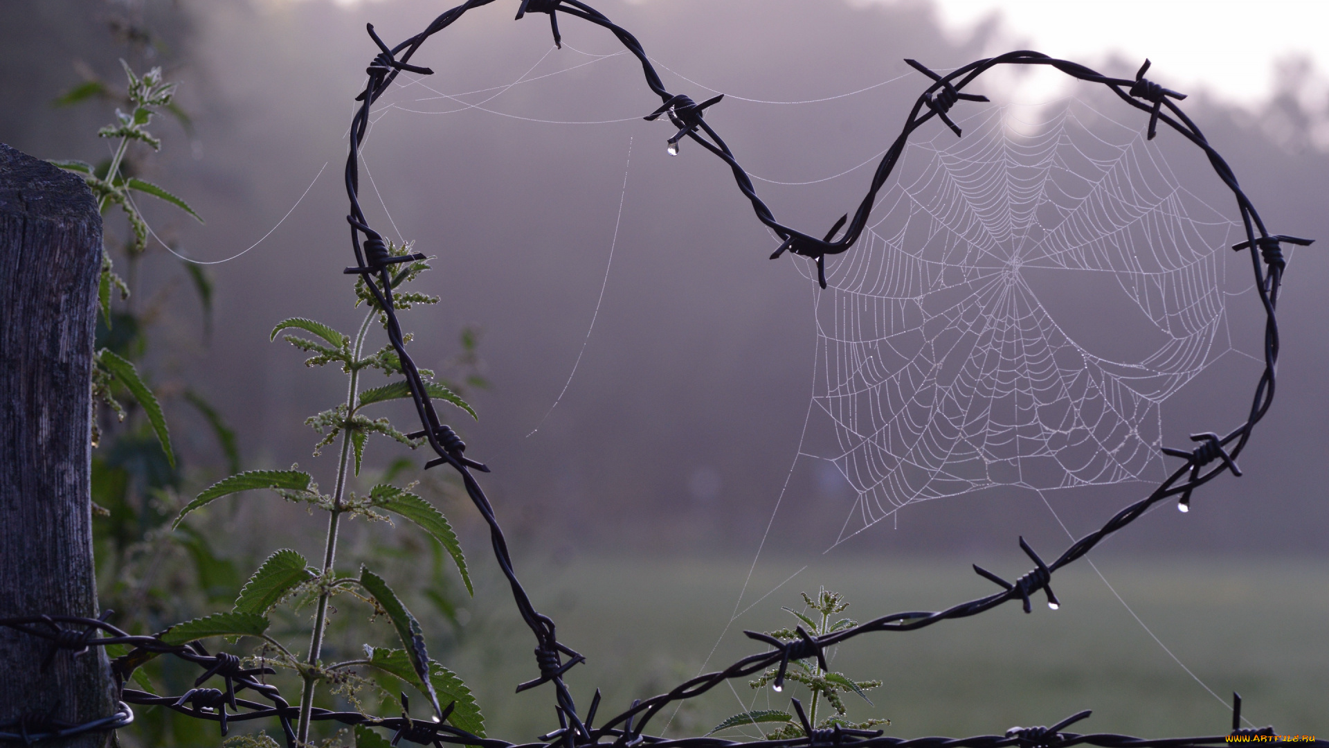 природа, макро, колючая, проволока, паутина