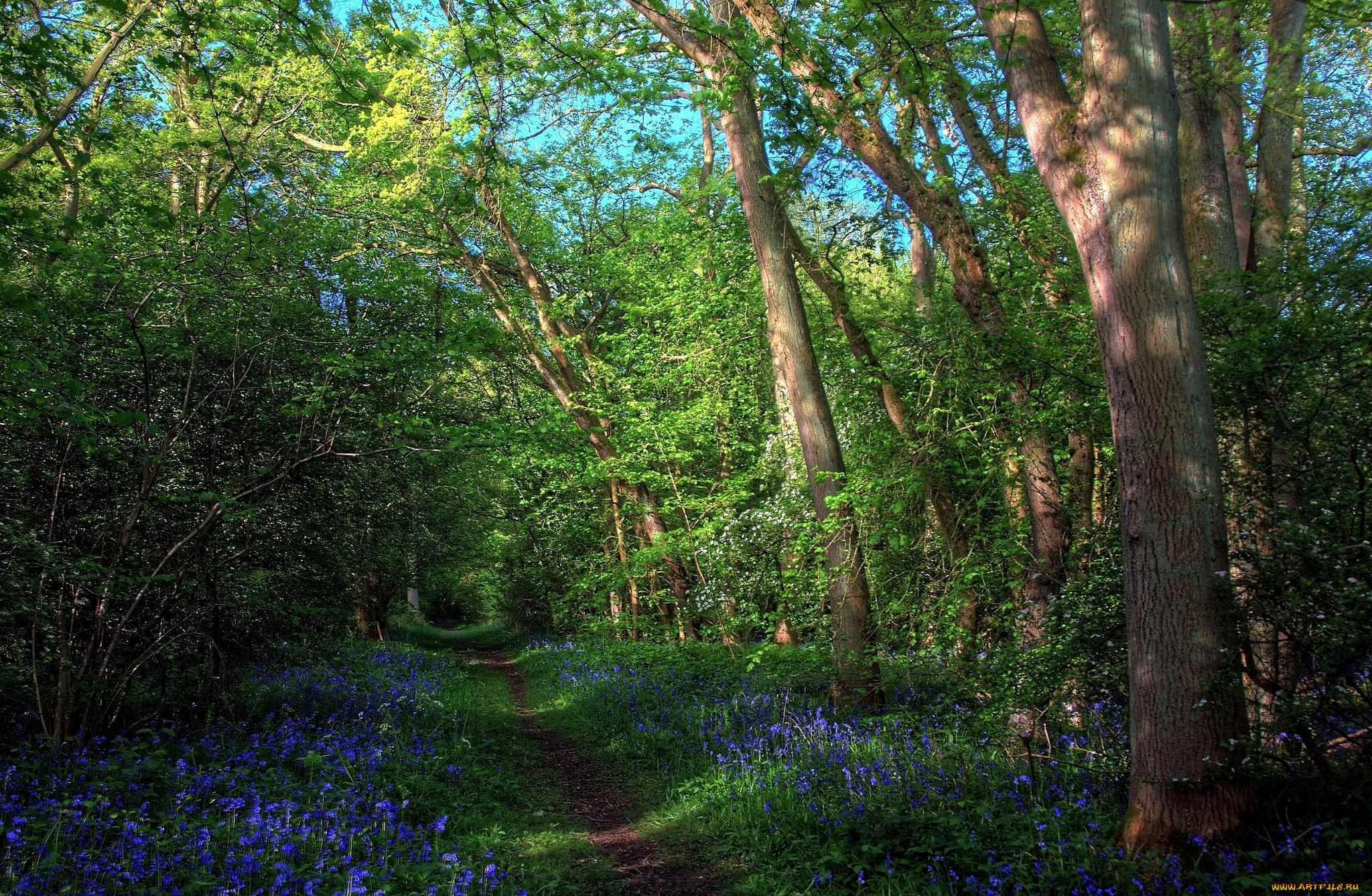 природа, лес, простор