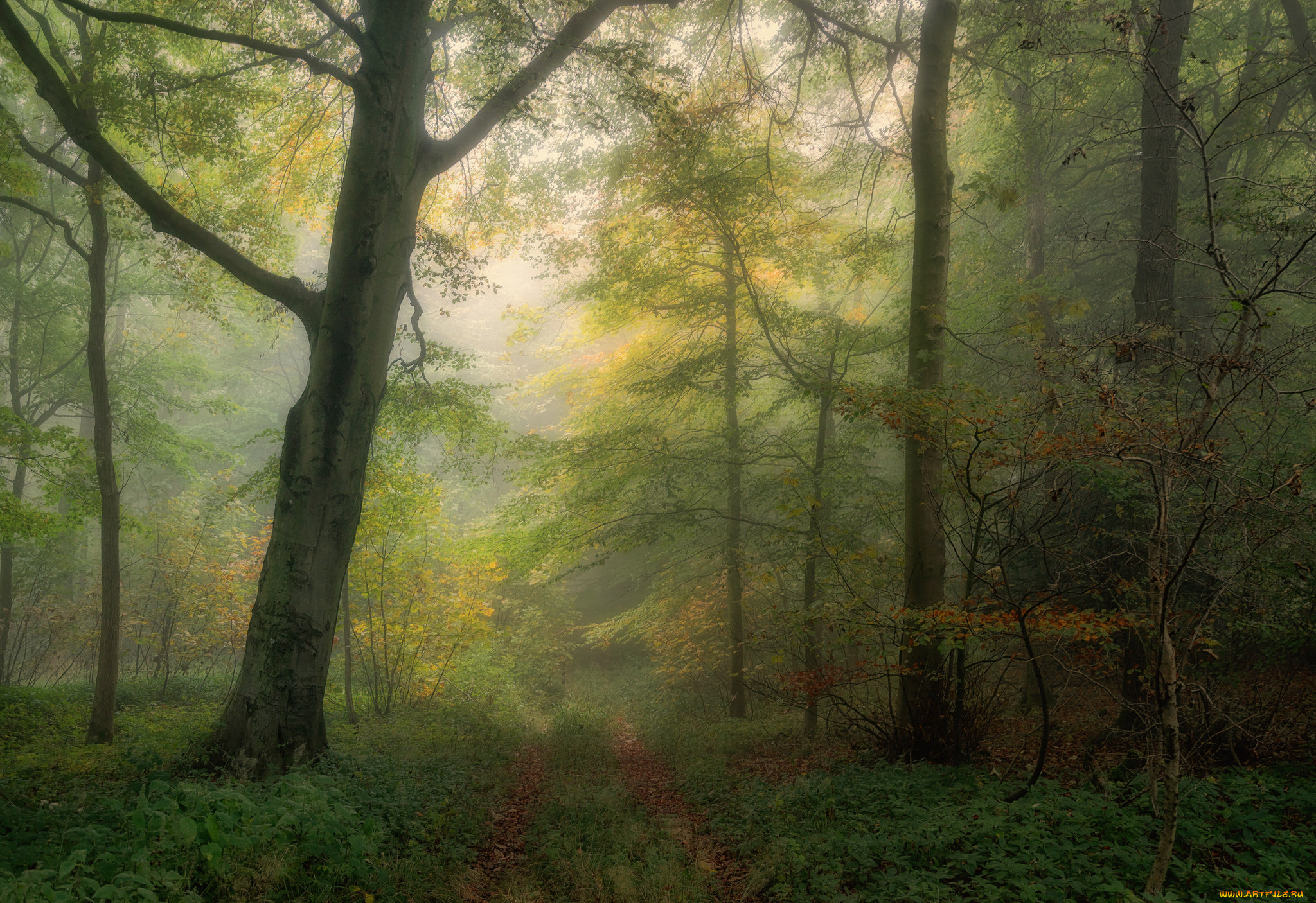 природа, лес, простор