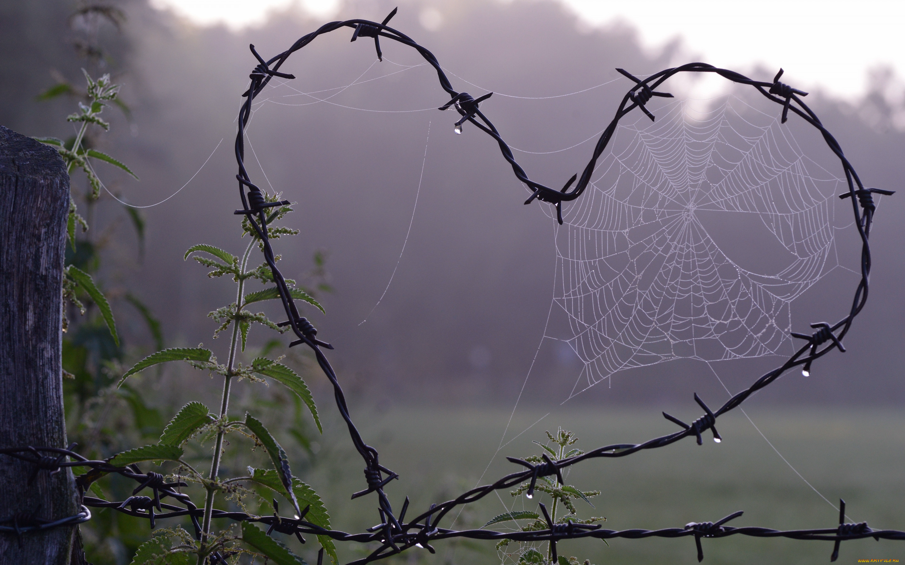 природа, макро, колючая, проволока, паутина