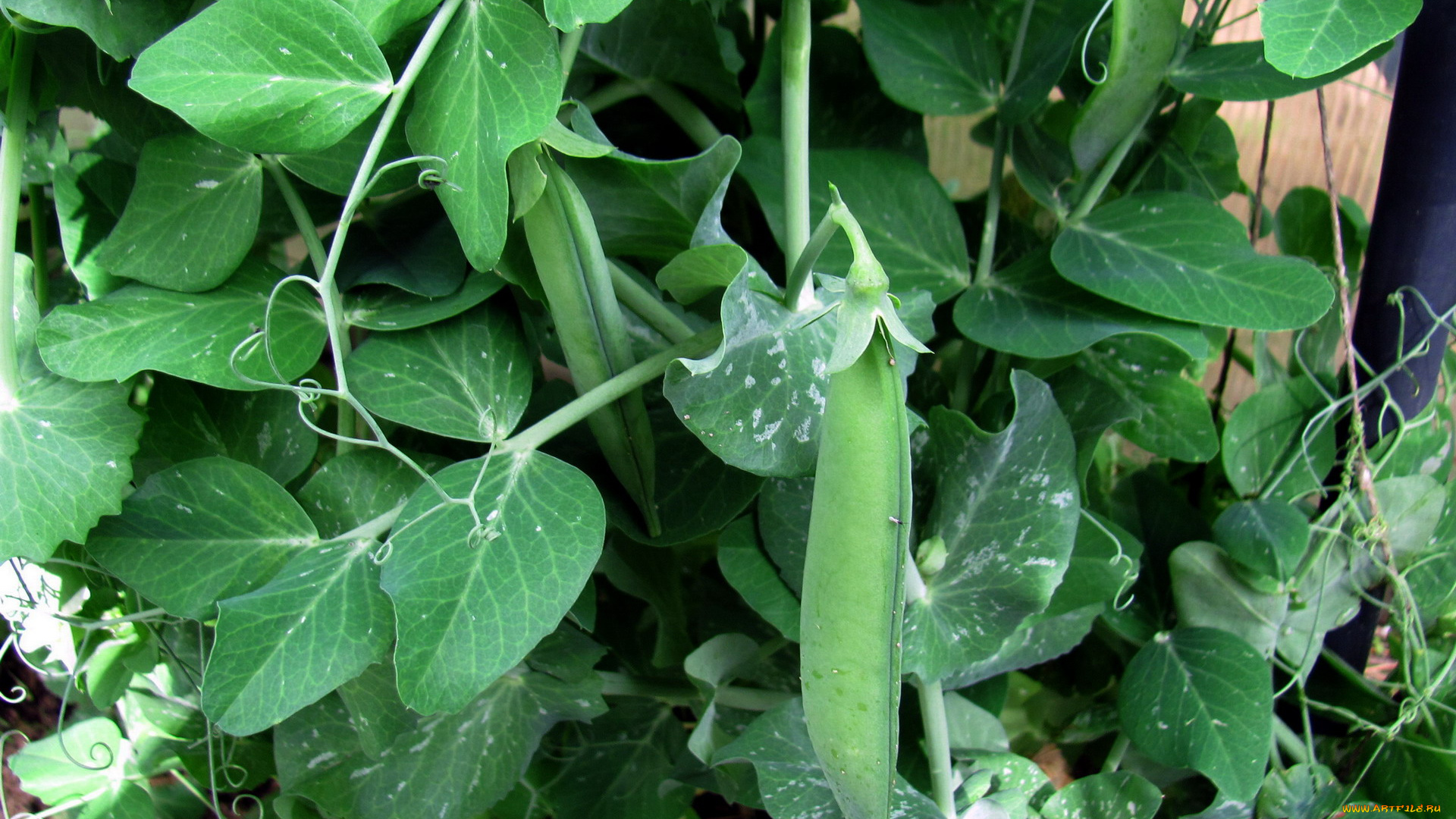 природа, плоды, стручки, бобы