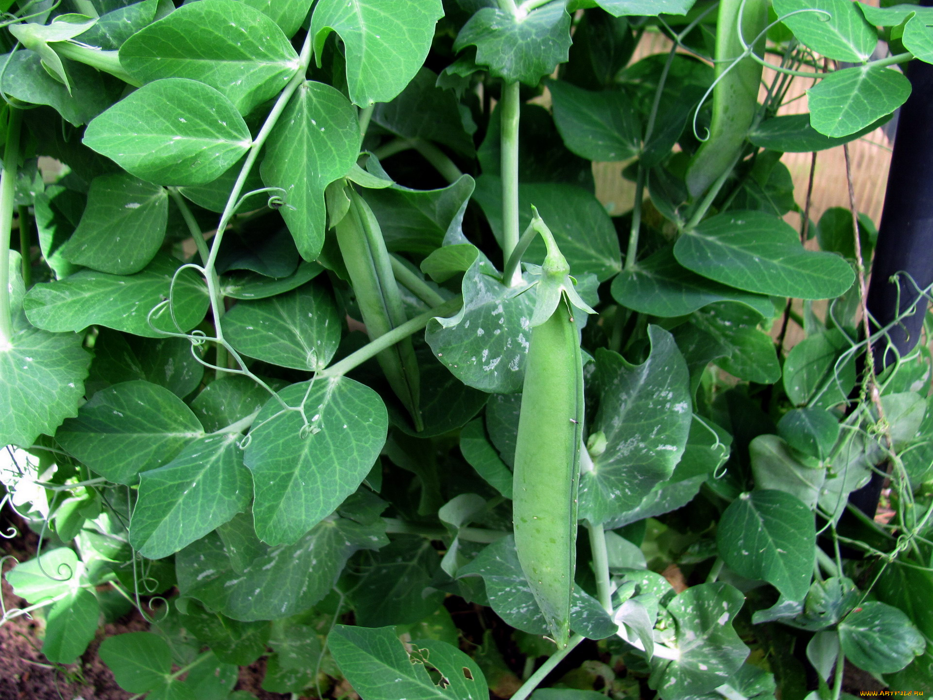 природа, плоды, стручки, бобы