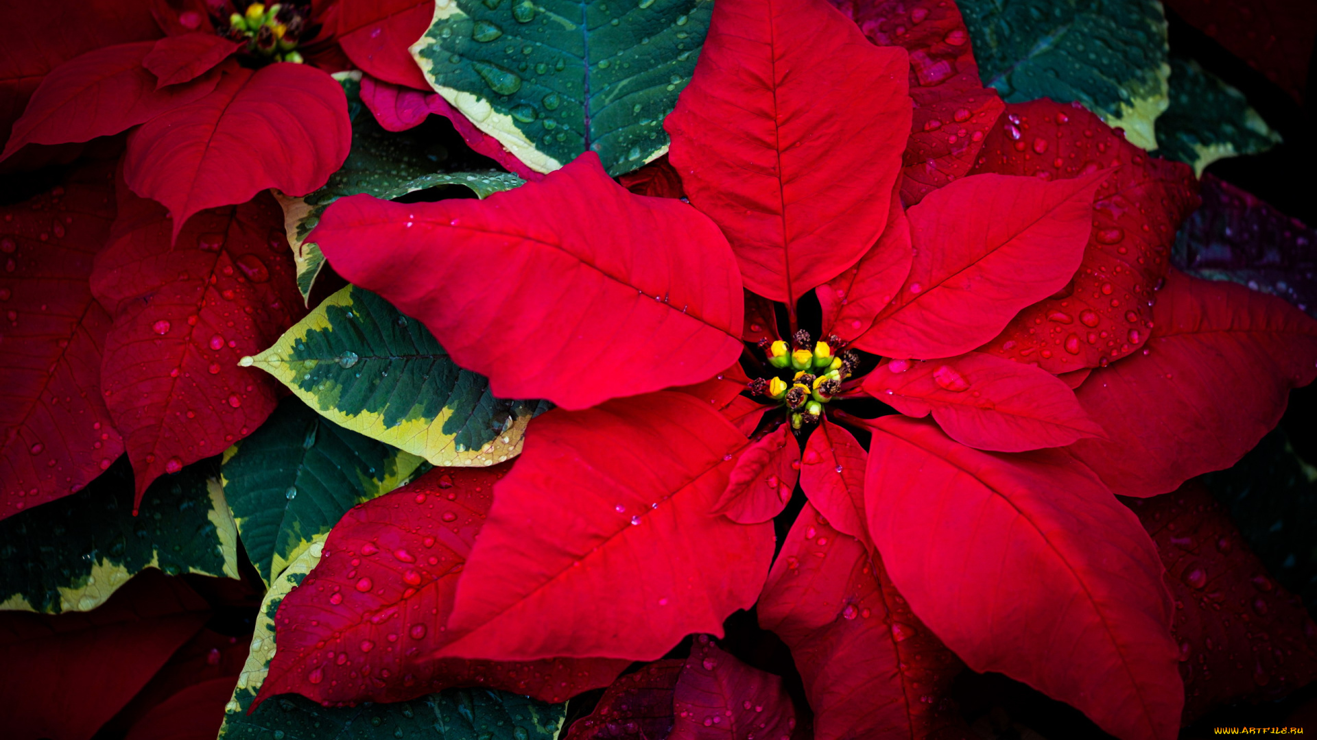 3д, графика, цветы, , flowers, пуансеттия