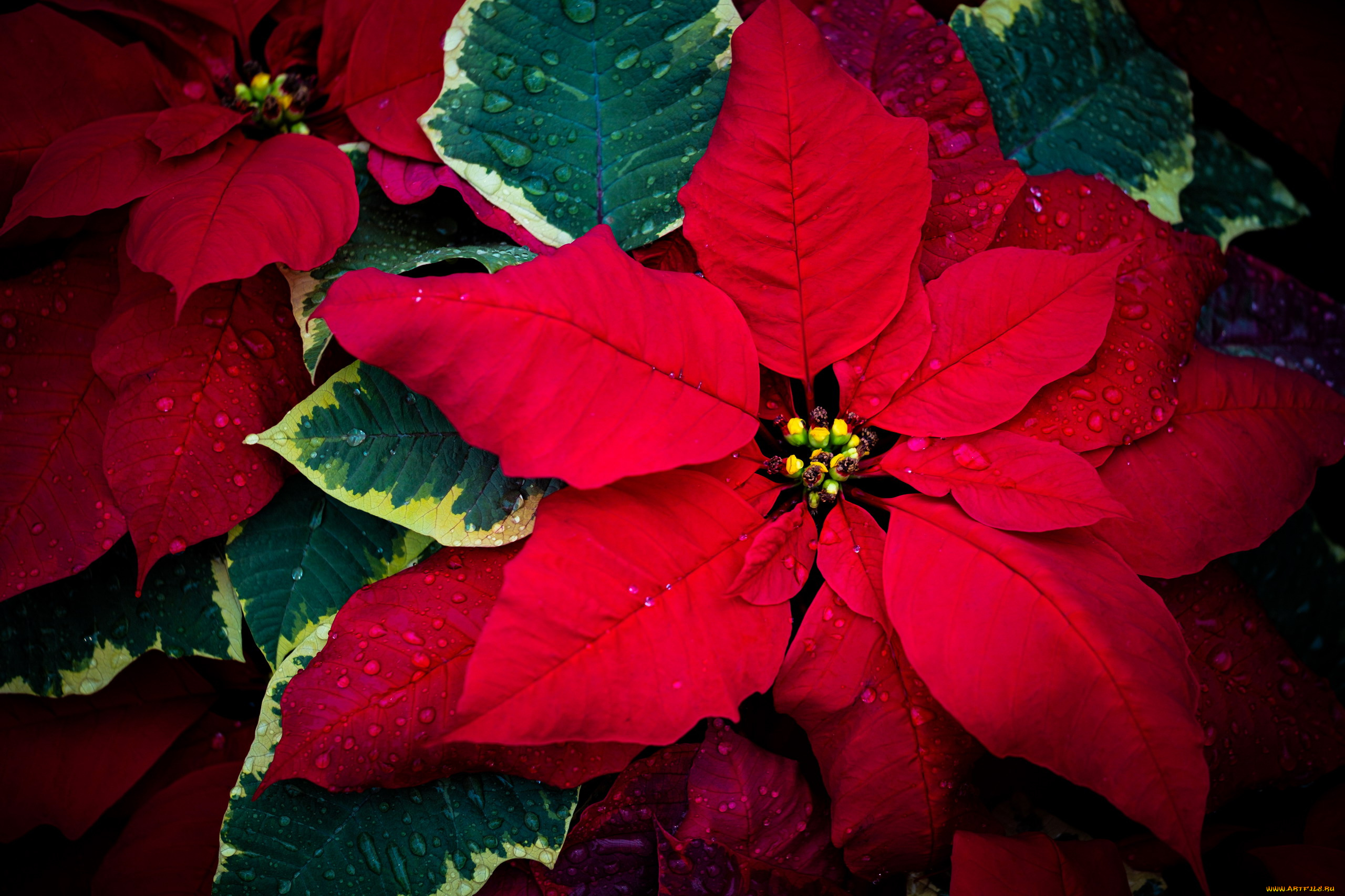 3д, графика, цветы, , flowers, пуансеттия