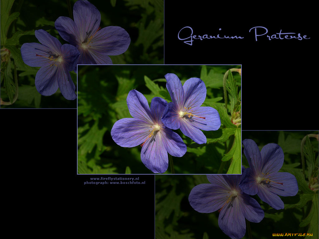 цветы, герань