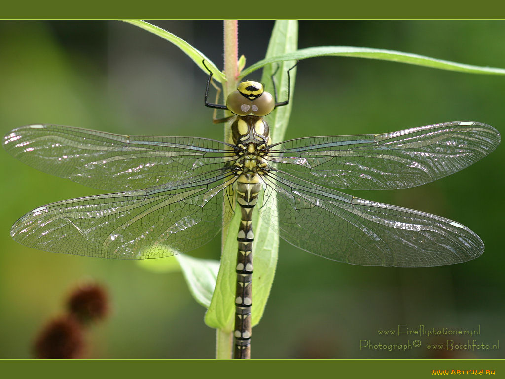 животные, стрекозы