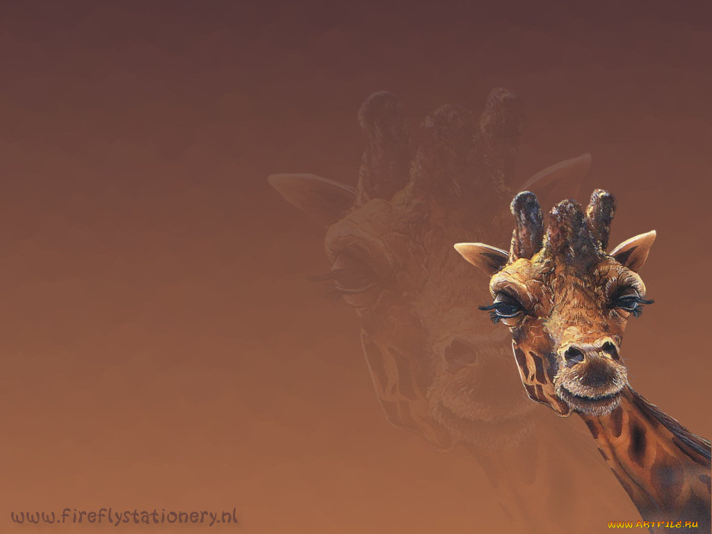 животные, жирафы