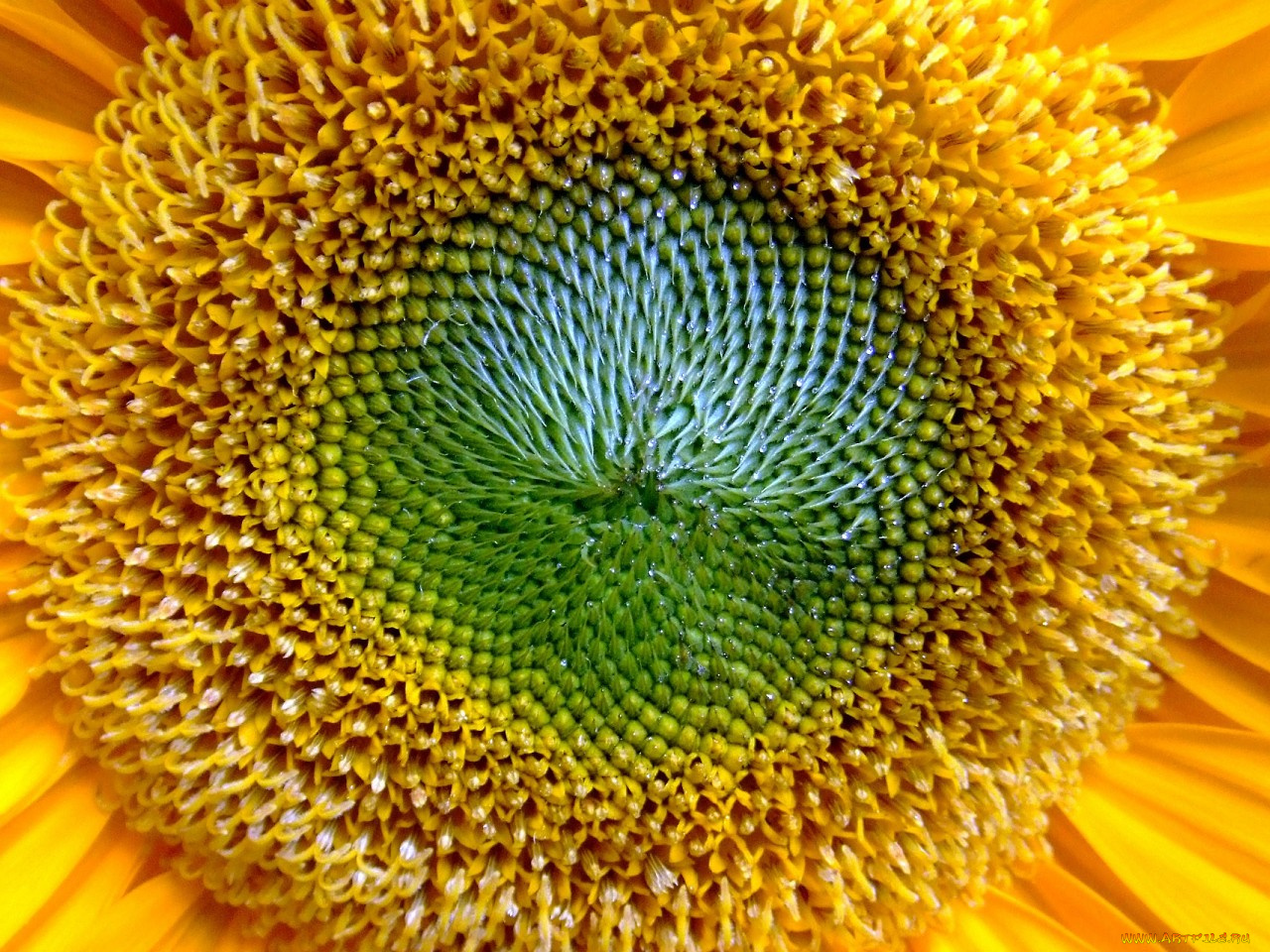 цветы, подсолнухи