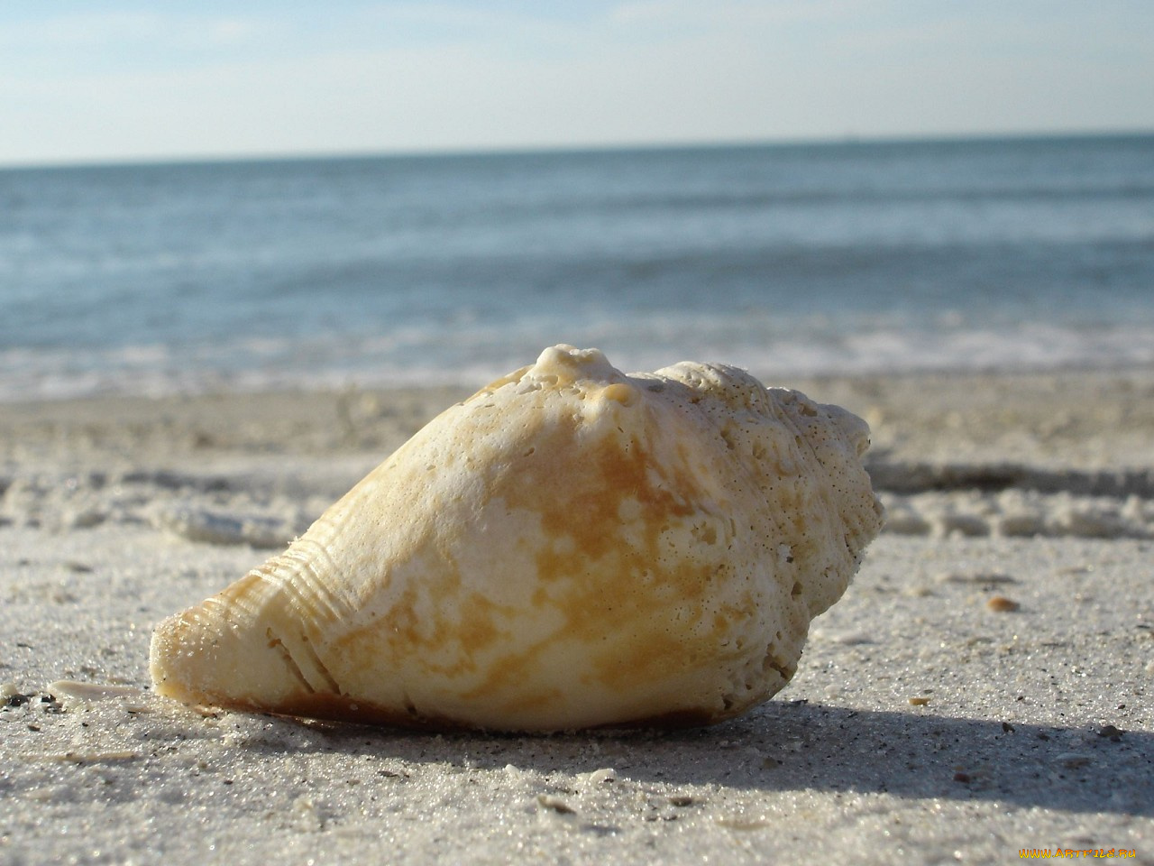 разное, ракушки, кораллы, декоративные, spa, камни