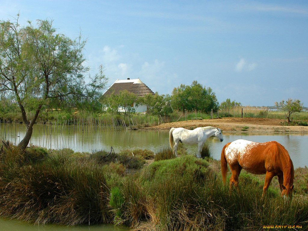 животные, лошади