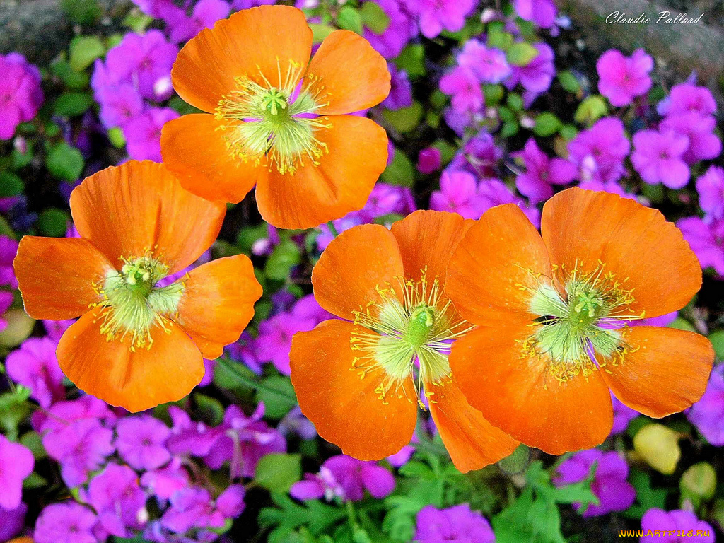 цветы, разные, вместе