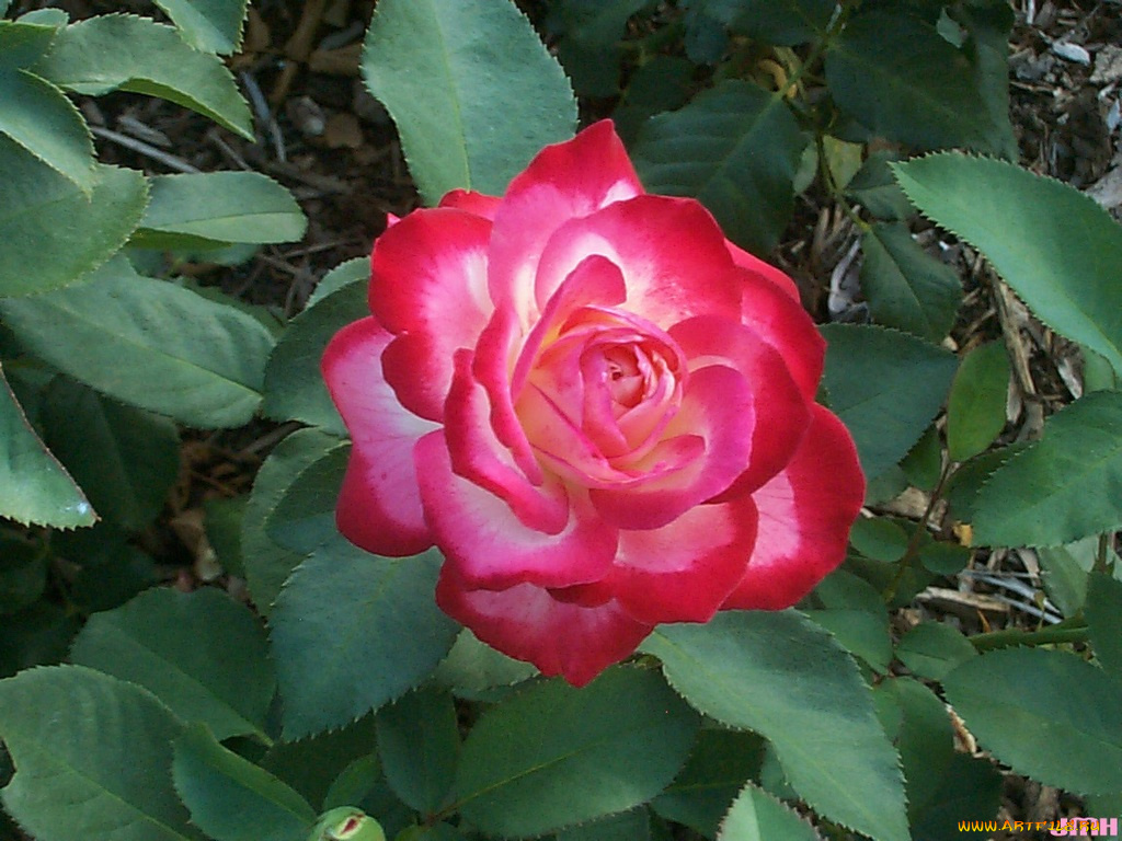 цветы, розы