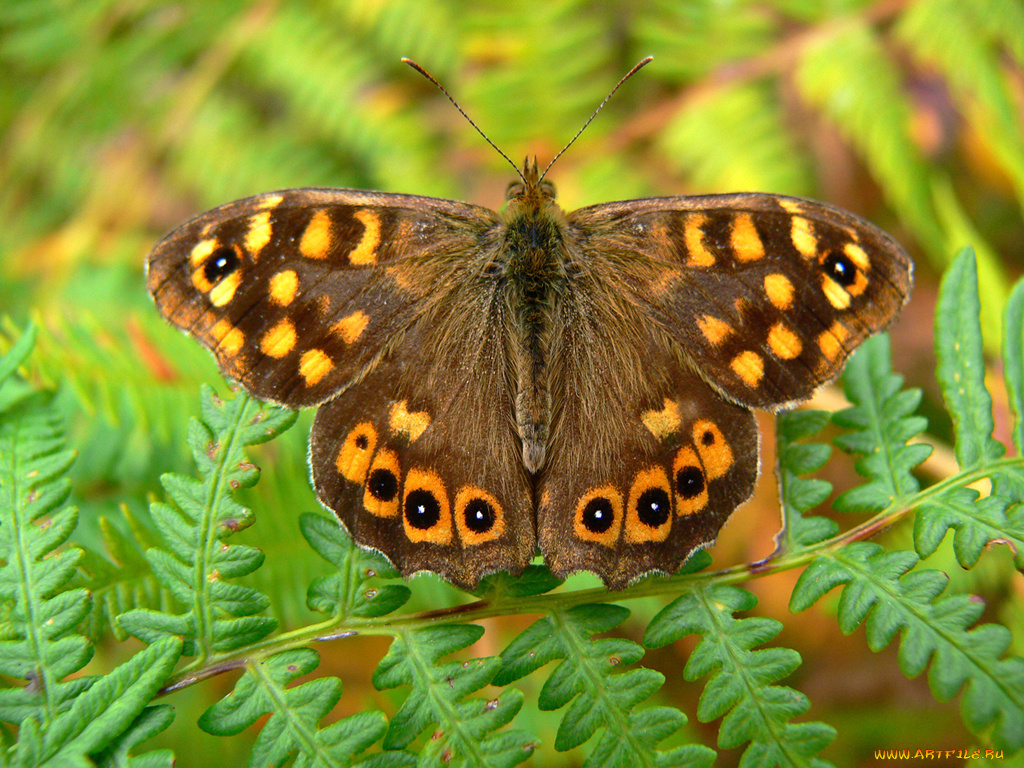 животные, бабочки