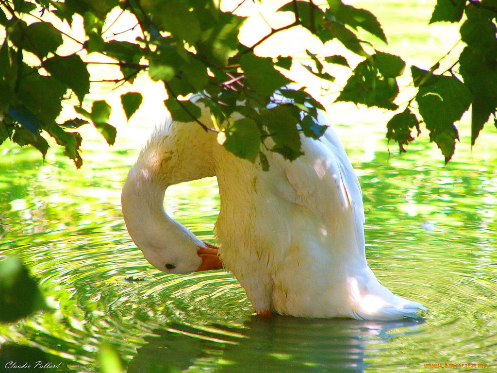 животные, гуси