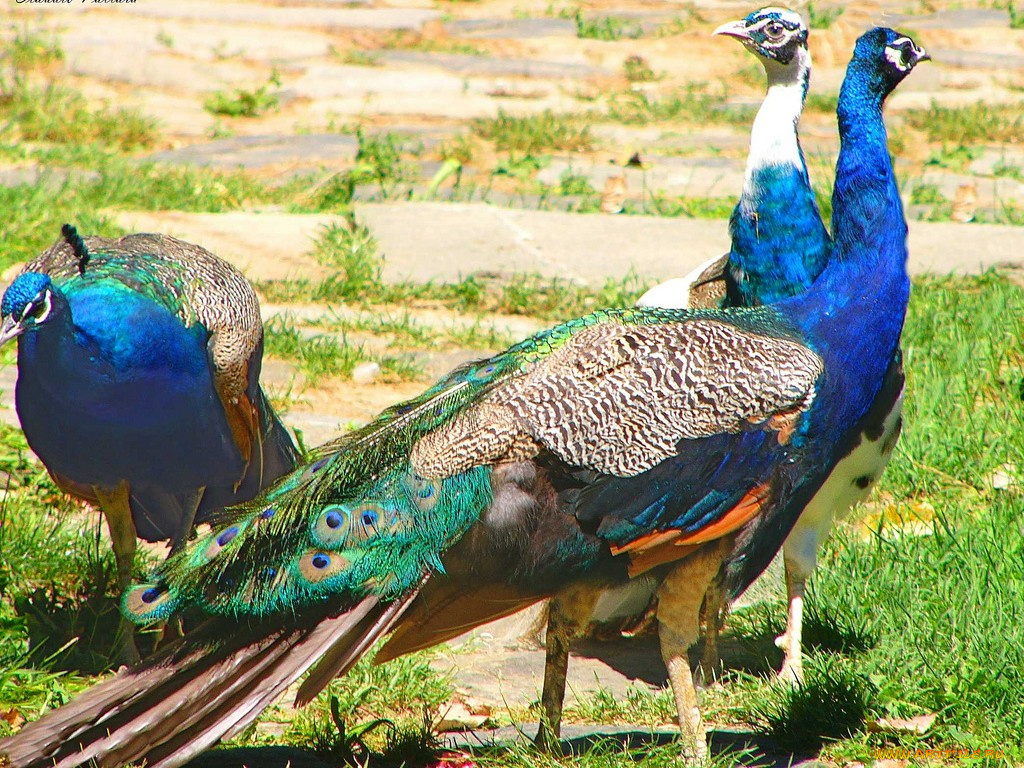 животные, павлины