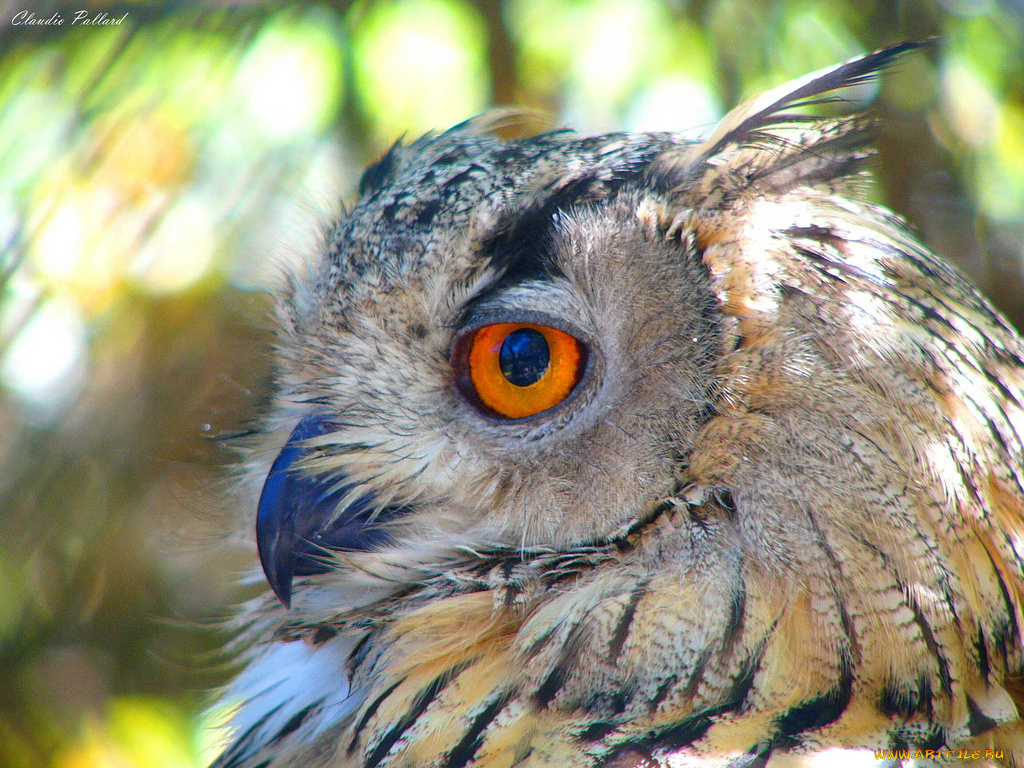 животные, совы