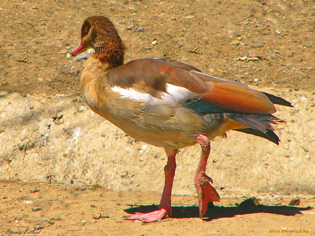 животные, утки