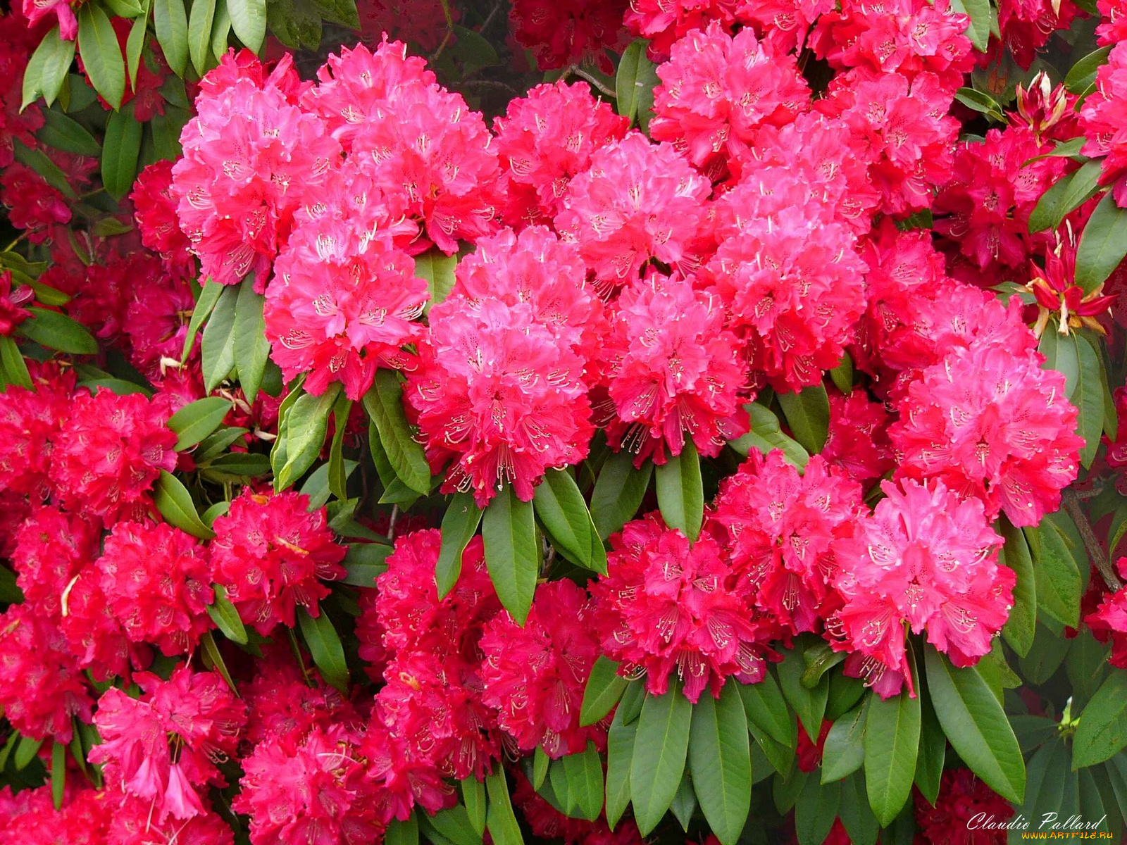 цветы, рододендроны, азалии