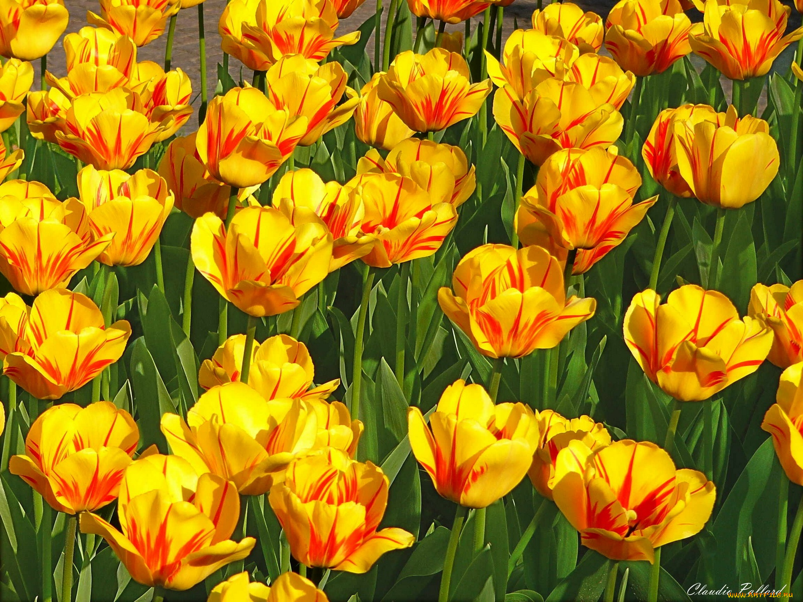 цветы, тюльпаны