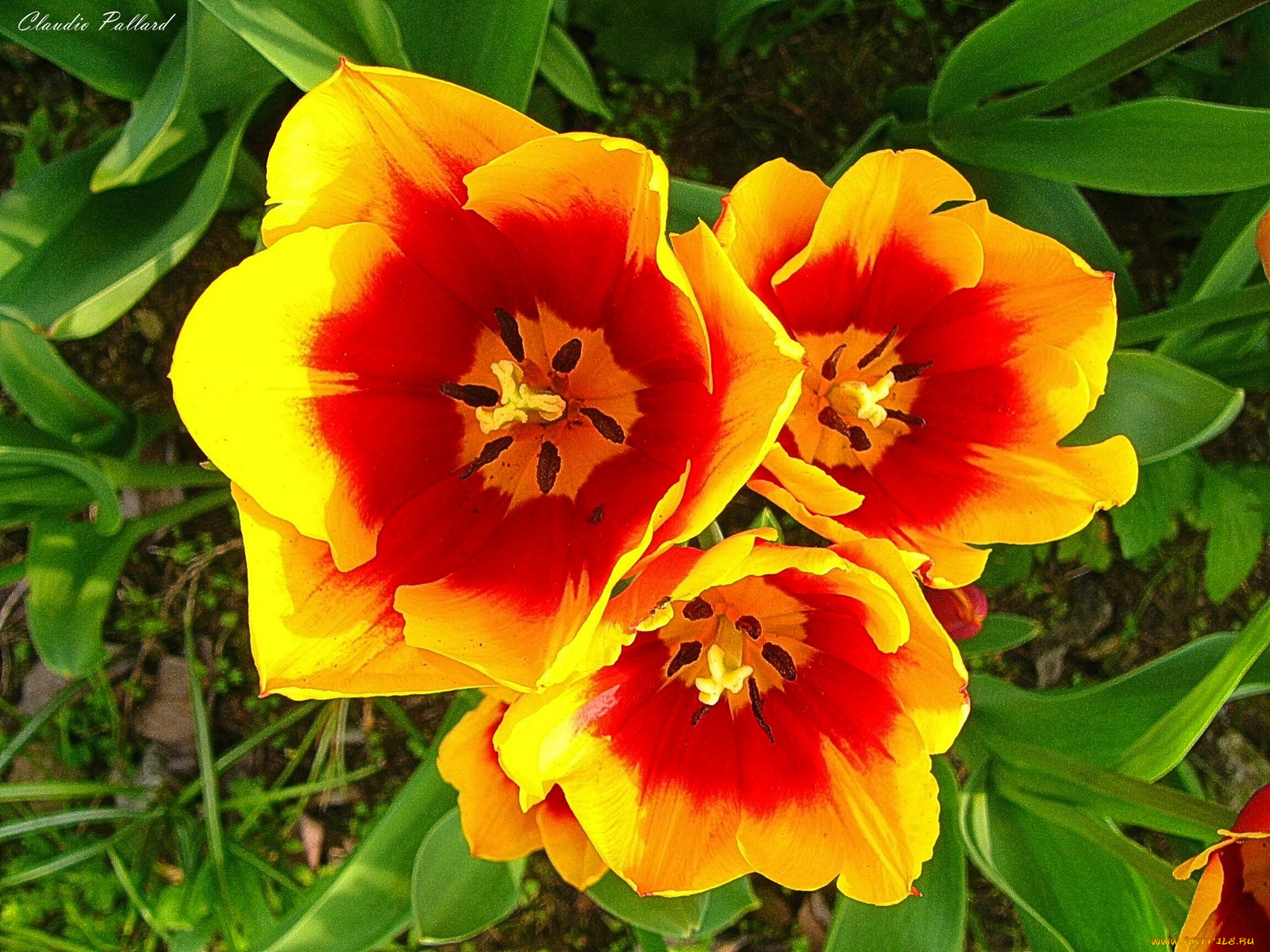 цветы, тюльпаны