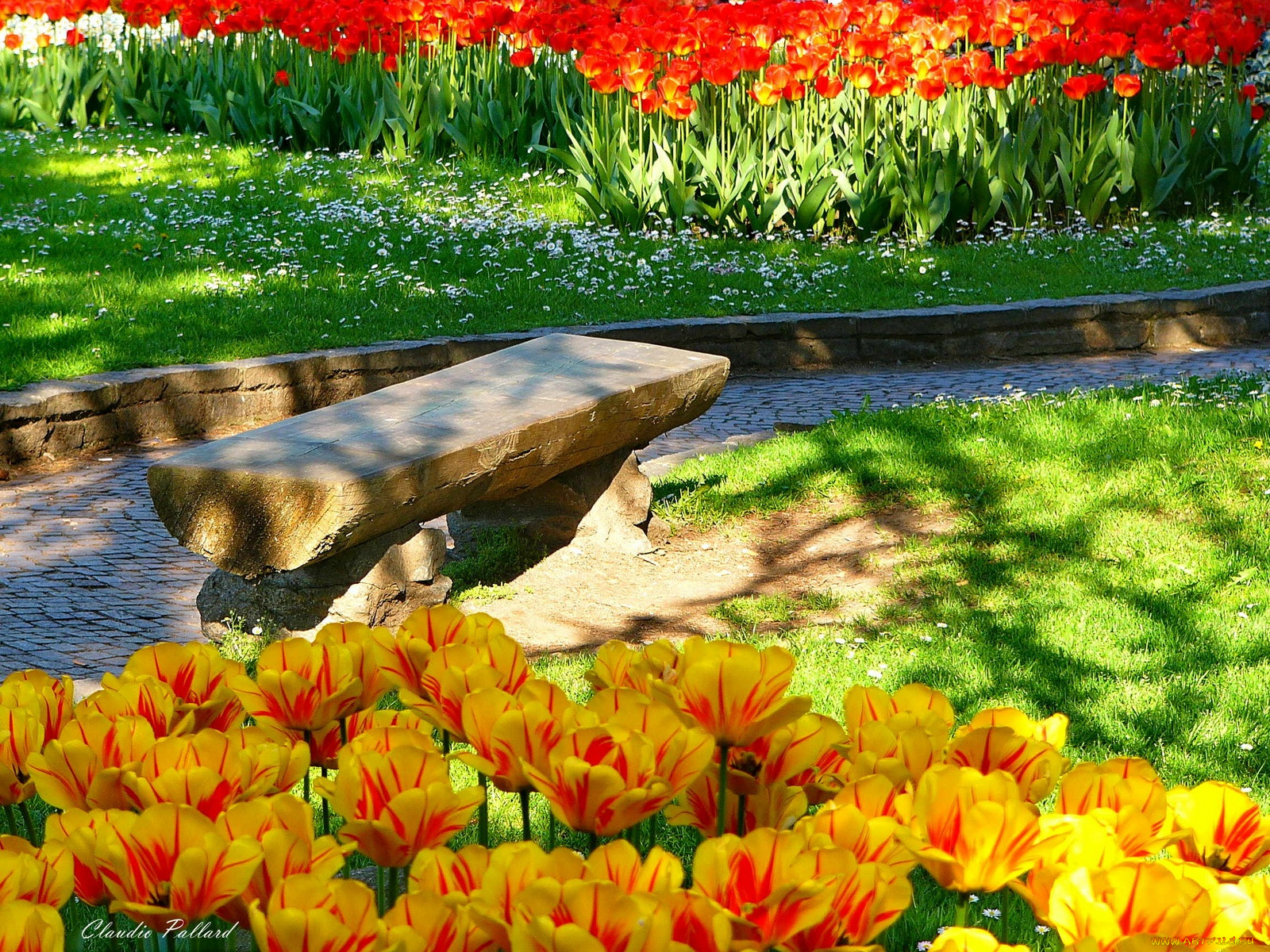 цветы, тюльпаны