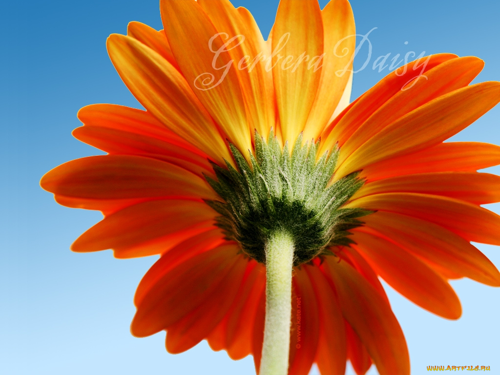 цветы, герберы