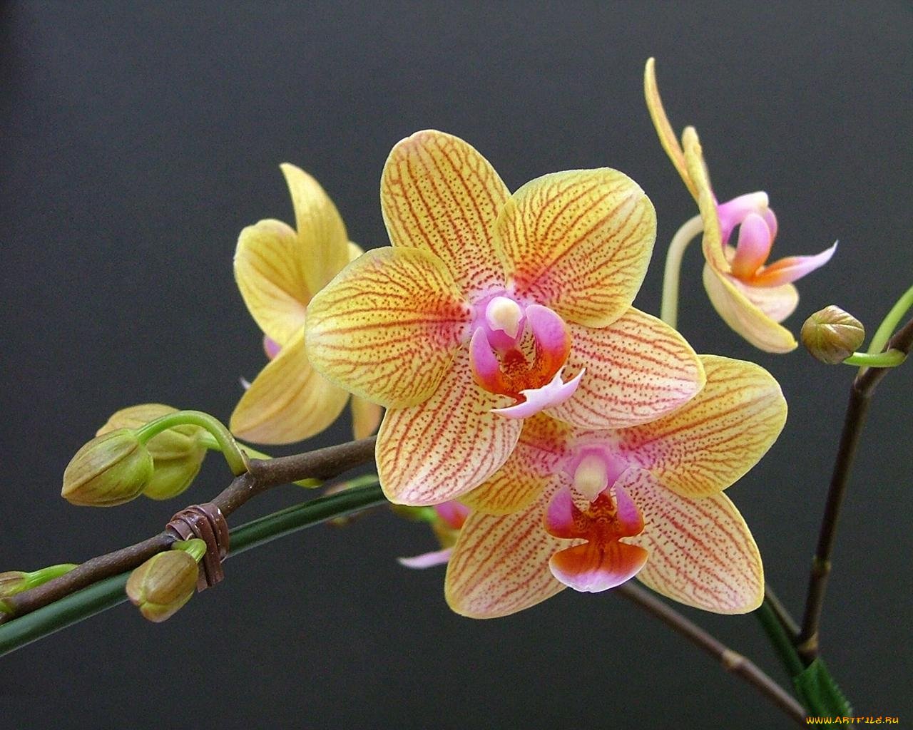 цветы, орхидеи