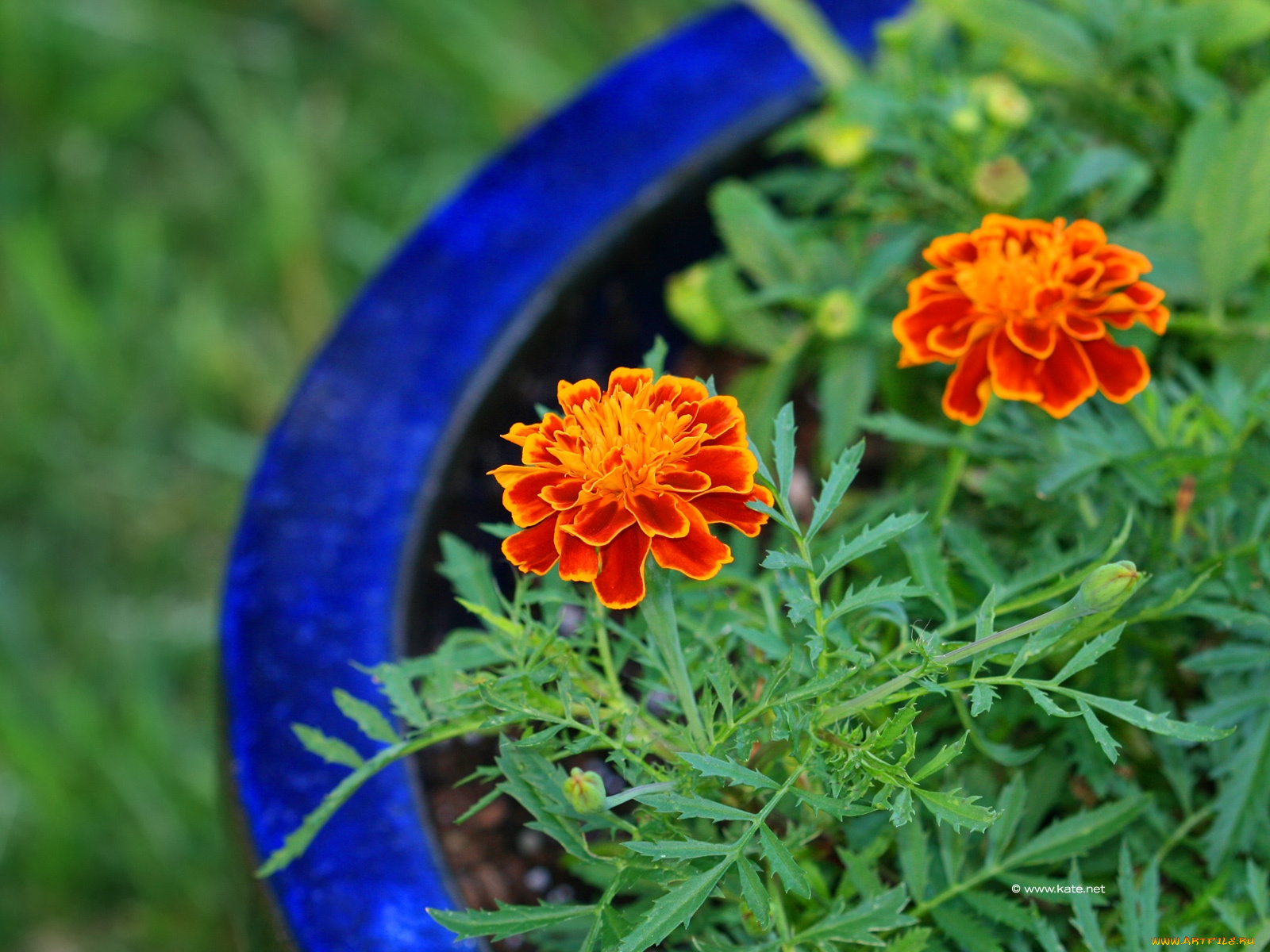 цветы, бархатцы