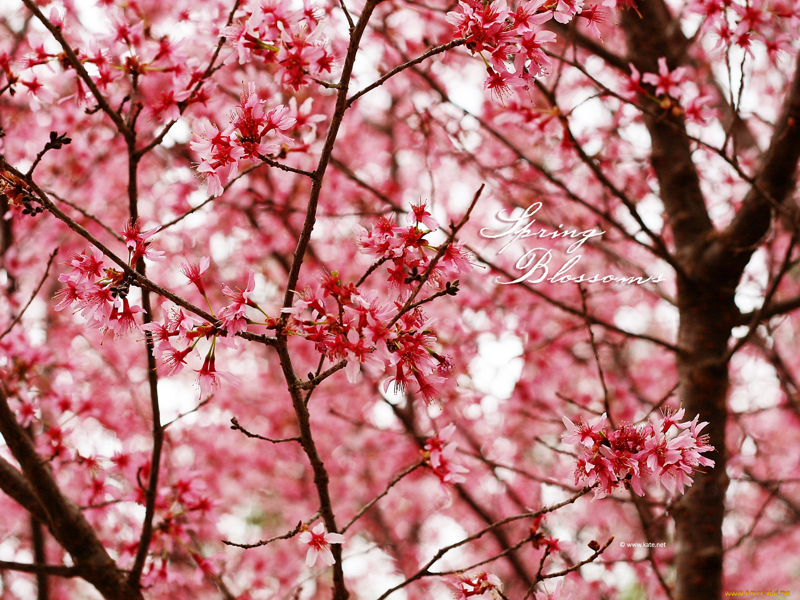 цветы, цветущие, деревья, кустарники