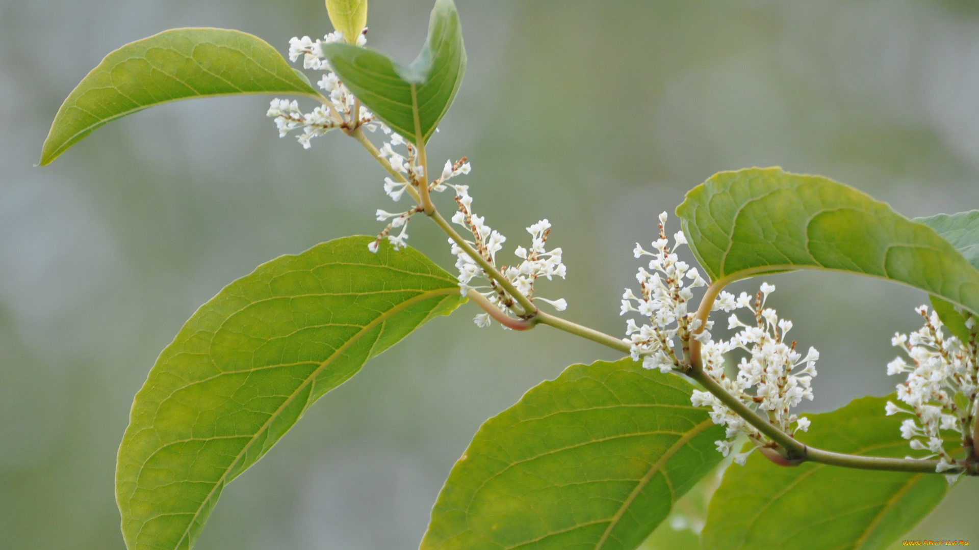 цветы, цветущие, деревья, кустарники