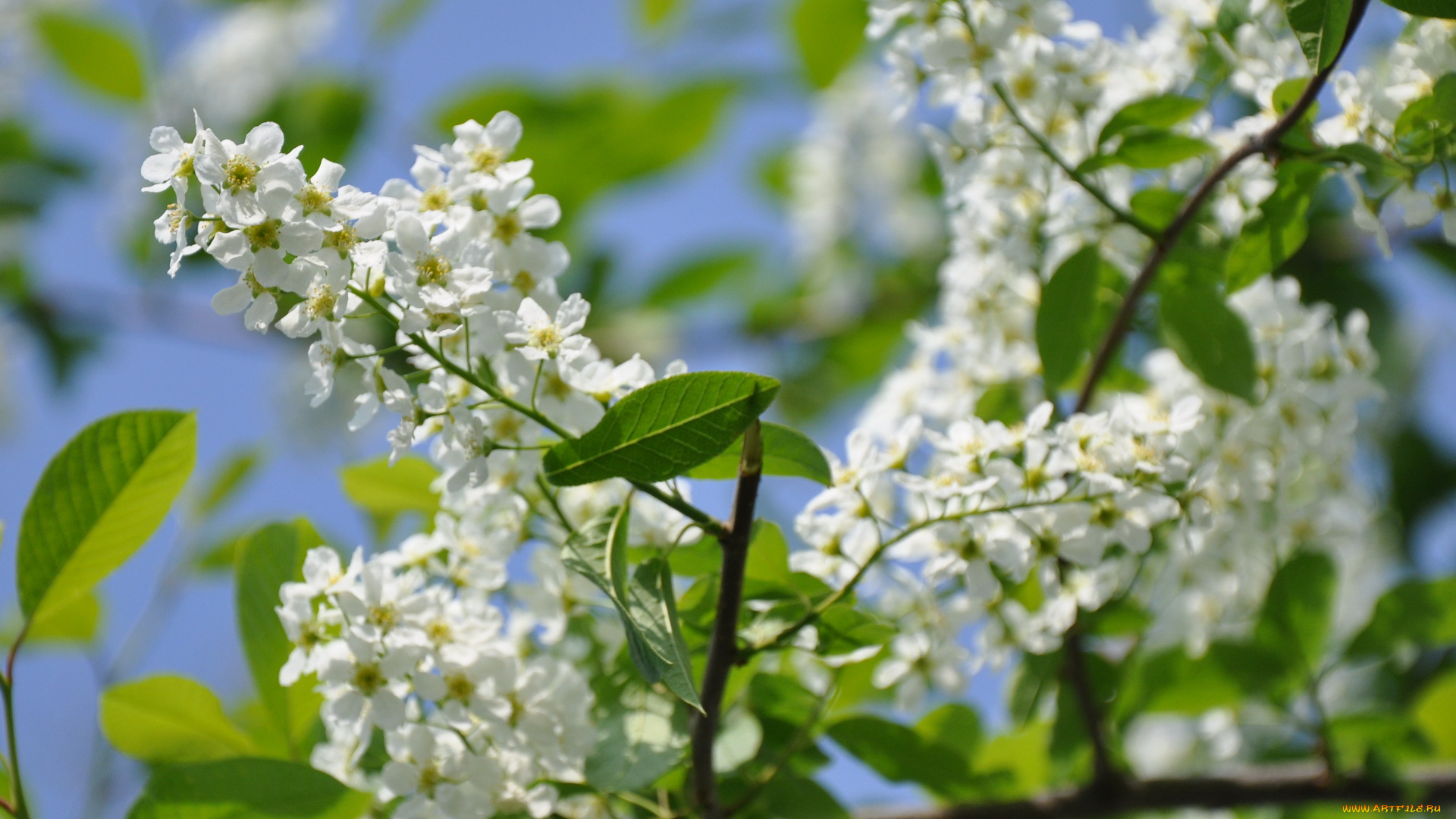цветы, цветущие, деревья, кустарники
