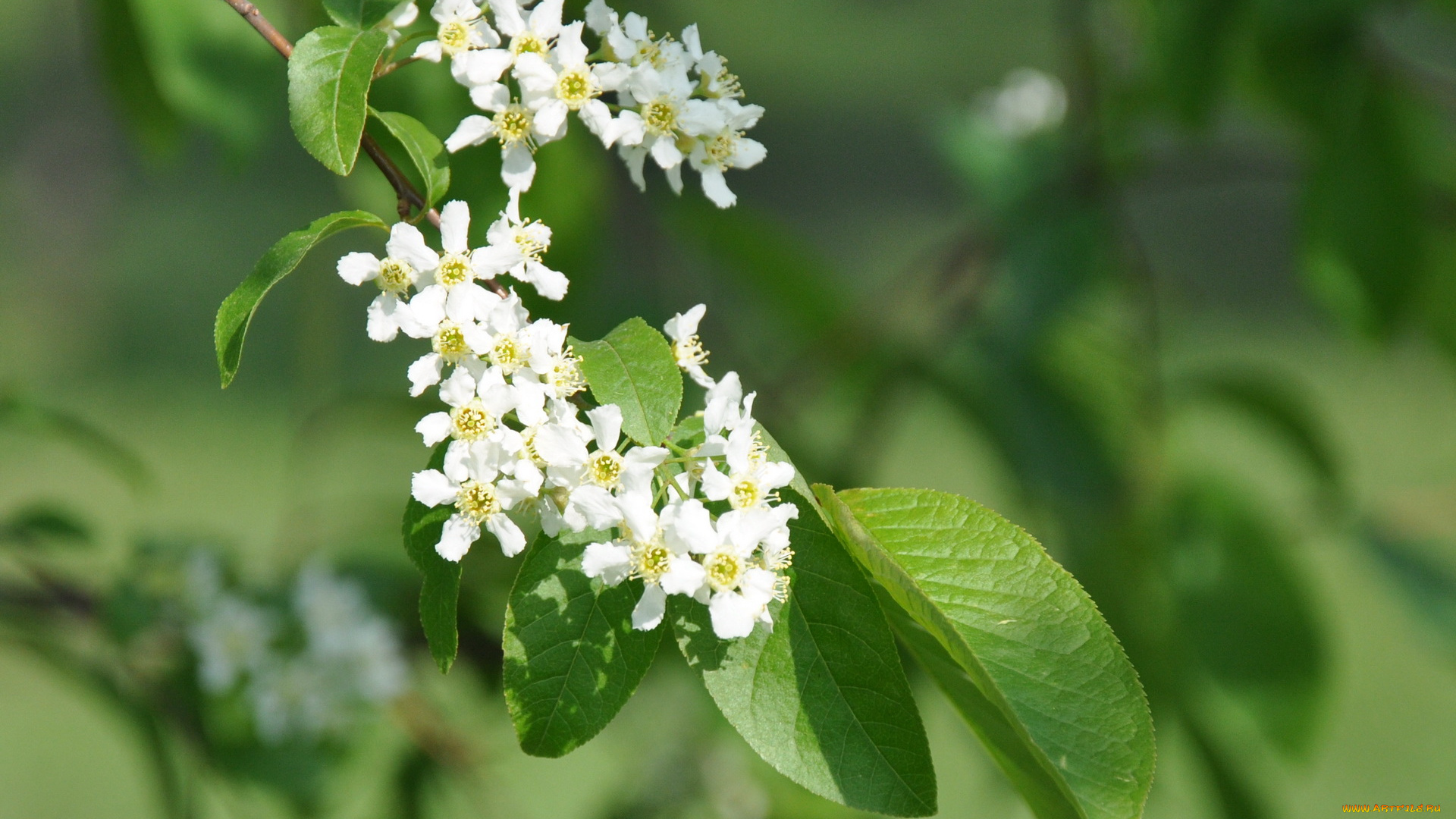цветы, цветущие, деревья, кустарники
