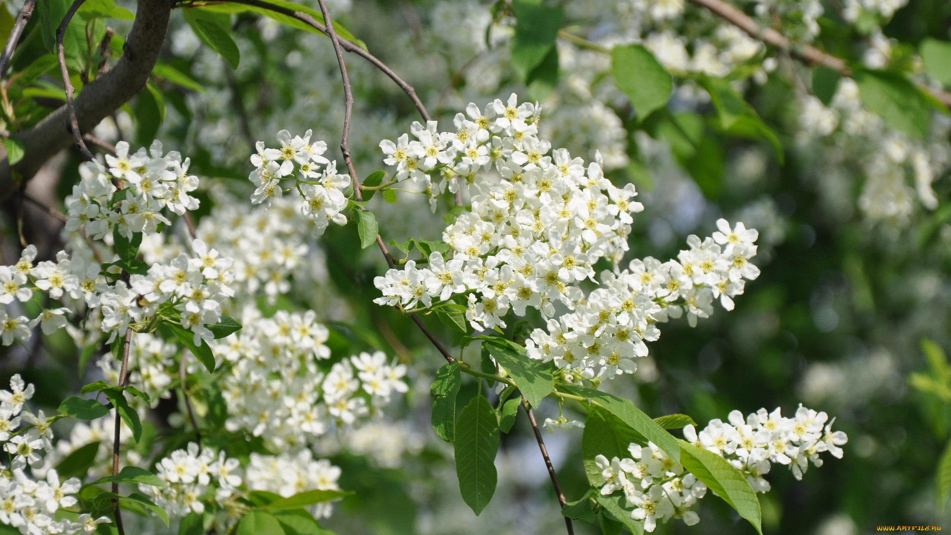 цветы, цветущие, деревья, кустарники