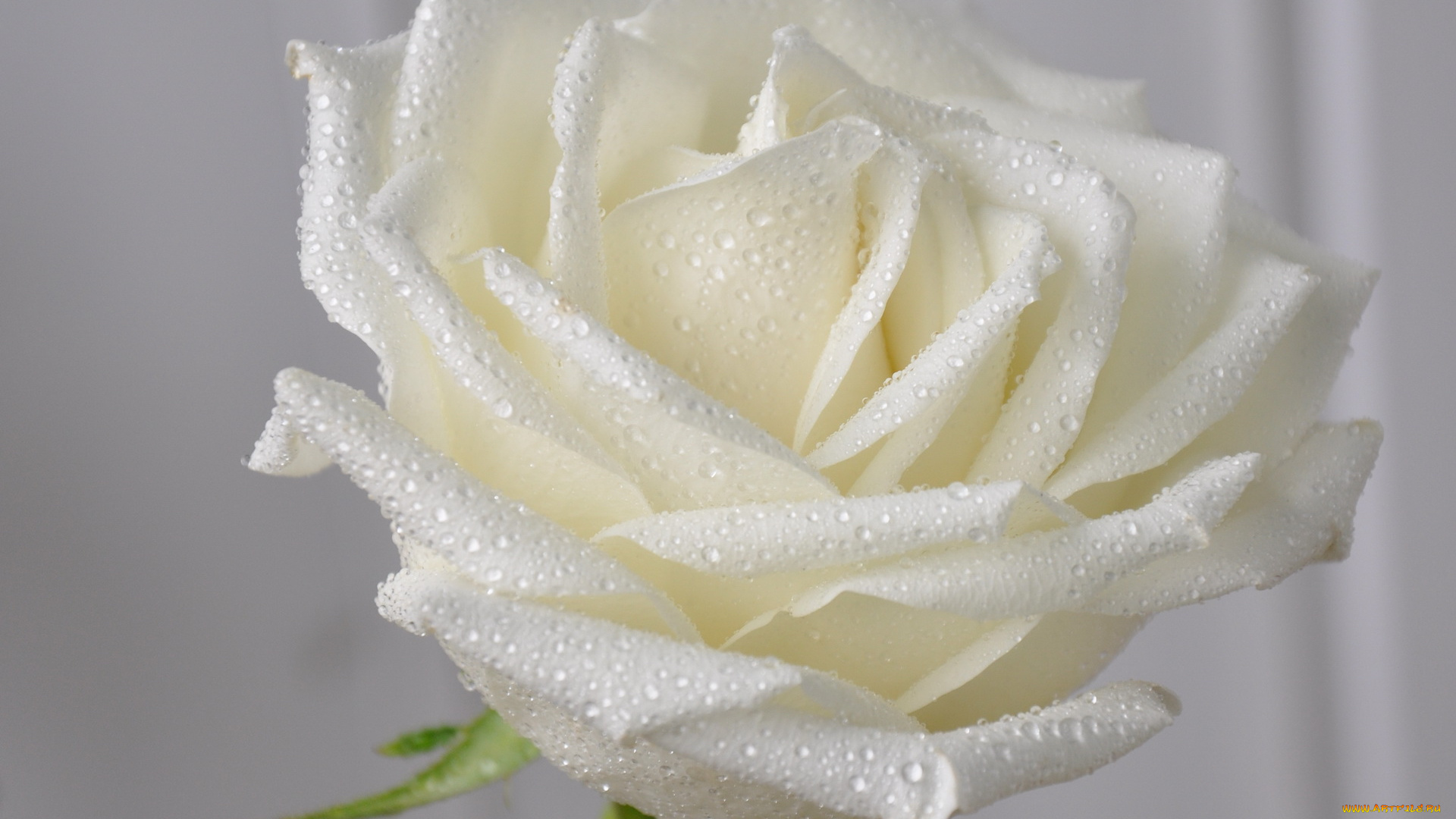 цветы, розы