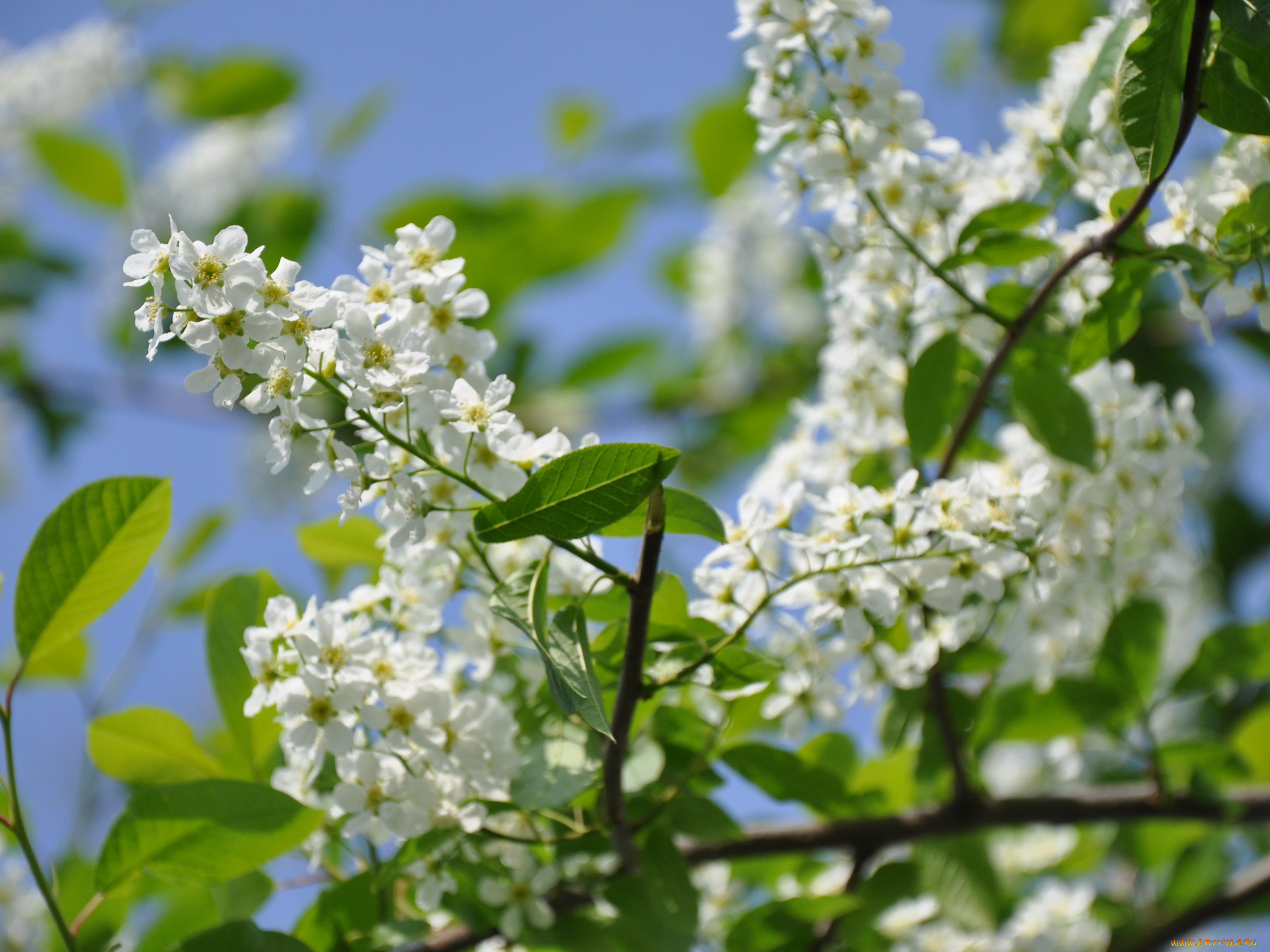 цветы, цветущие, деревья, кустарники