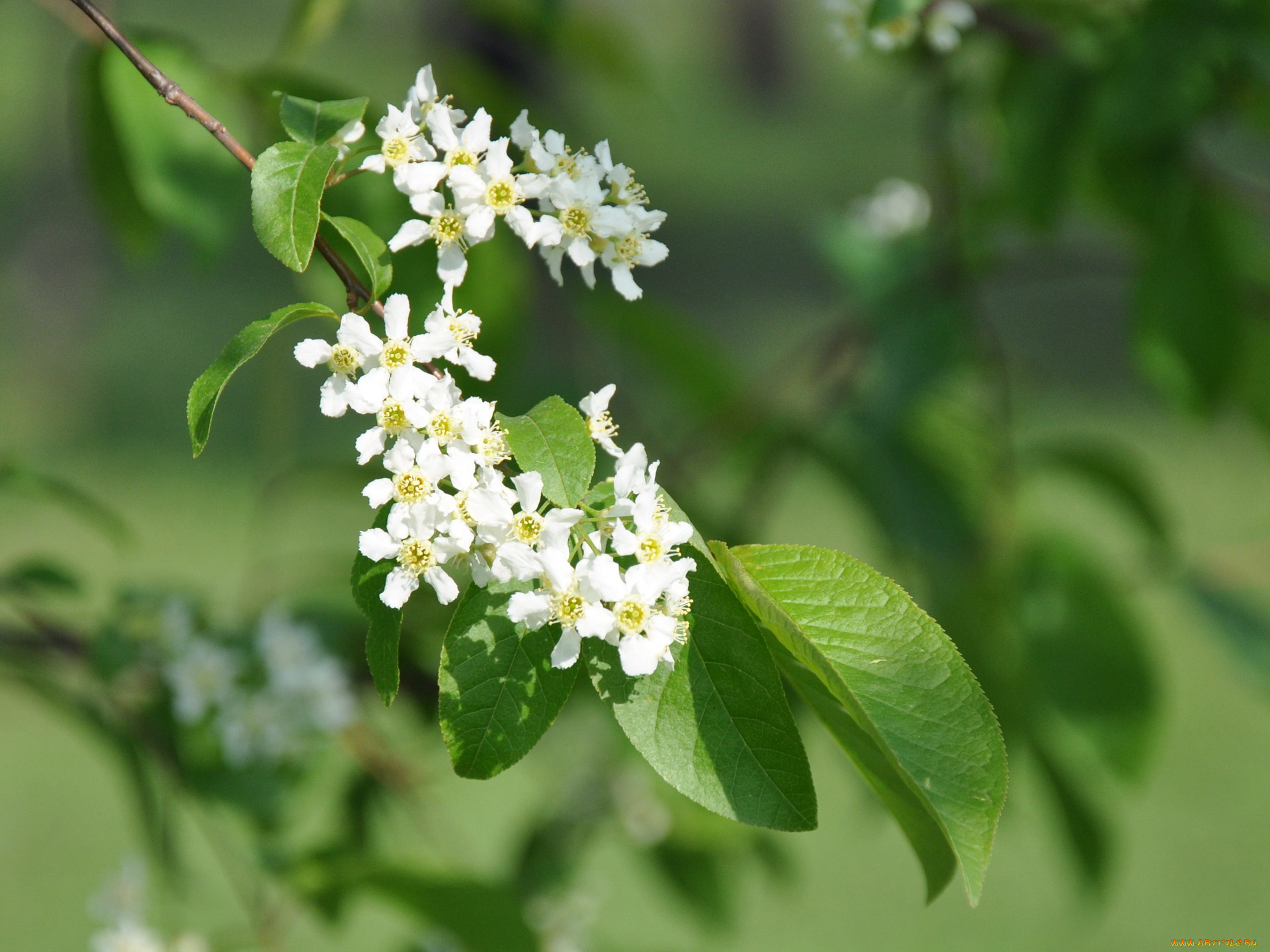 цветы, цветущие, деревья, кустарники