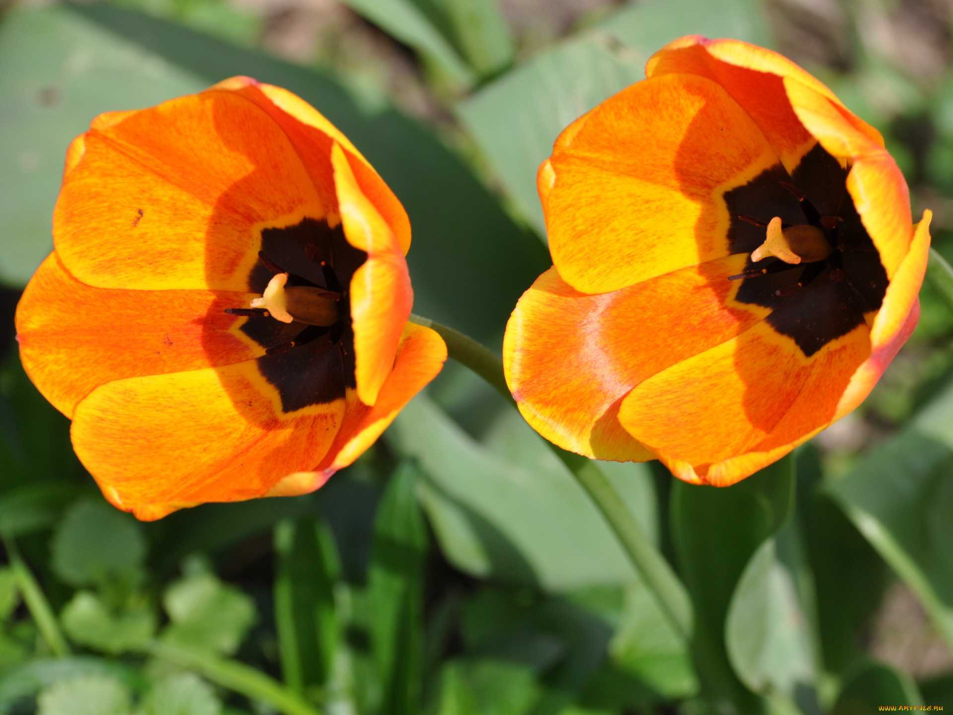 цветы, тюльпаны