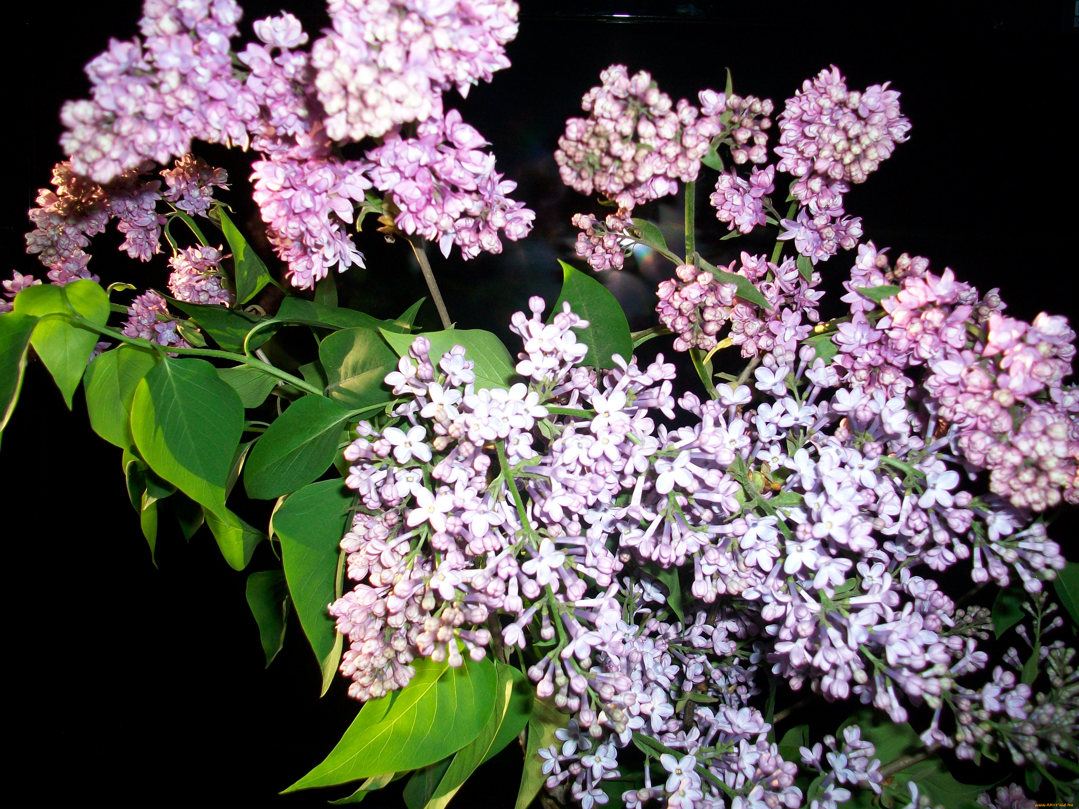 автор, тараненко, цветы, сирень