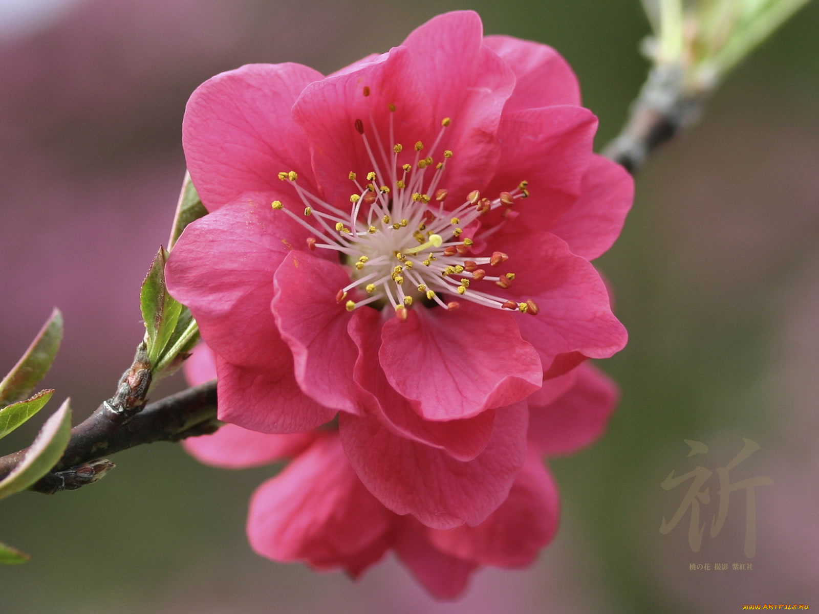 цветы, цветущие, деревья, кустарники