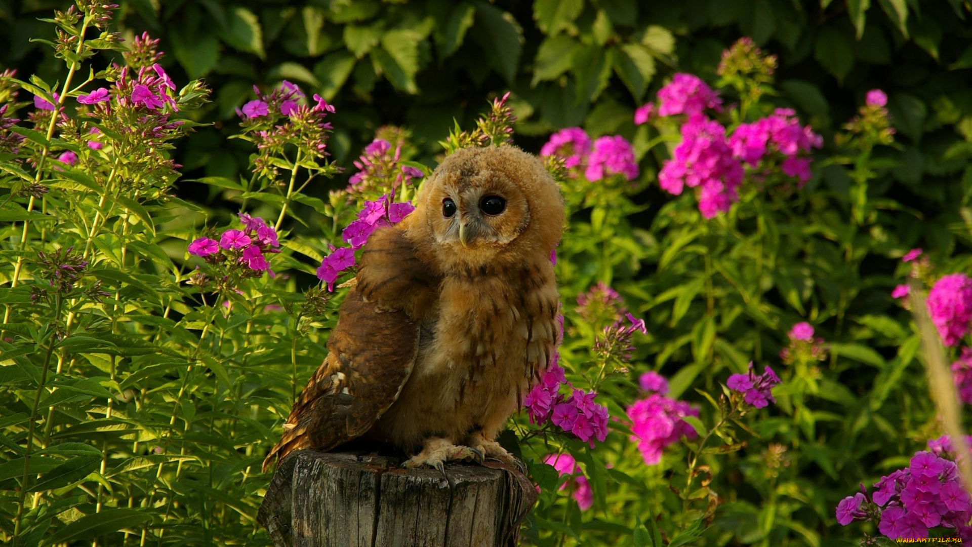 животные, совы