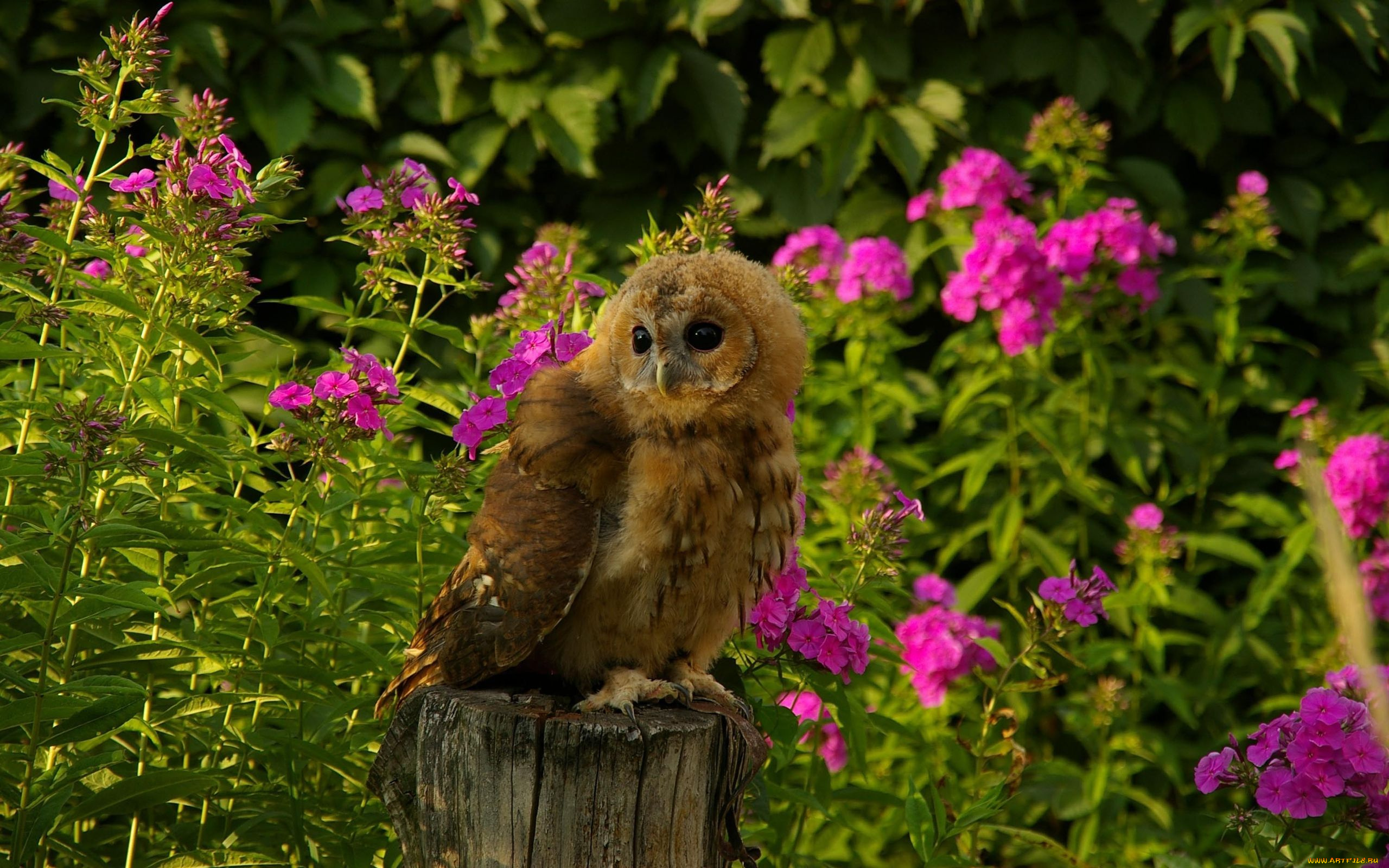 животные, совы