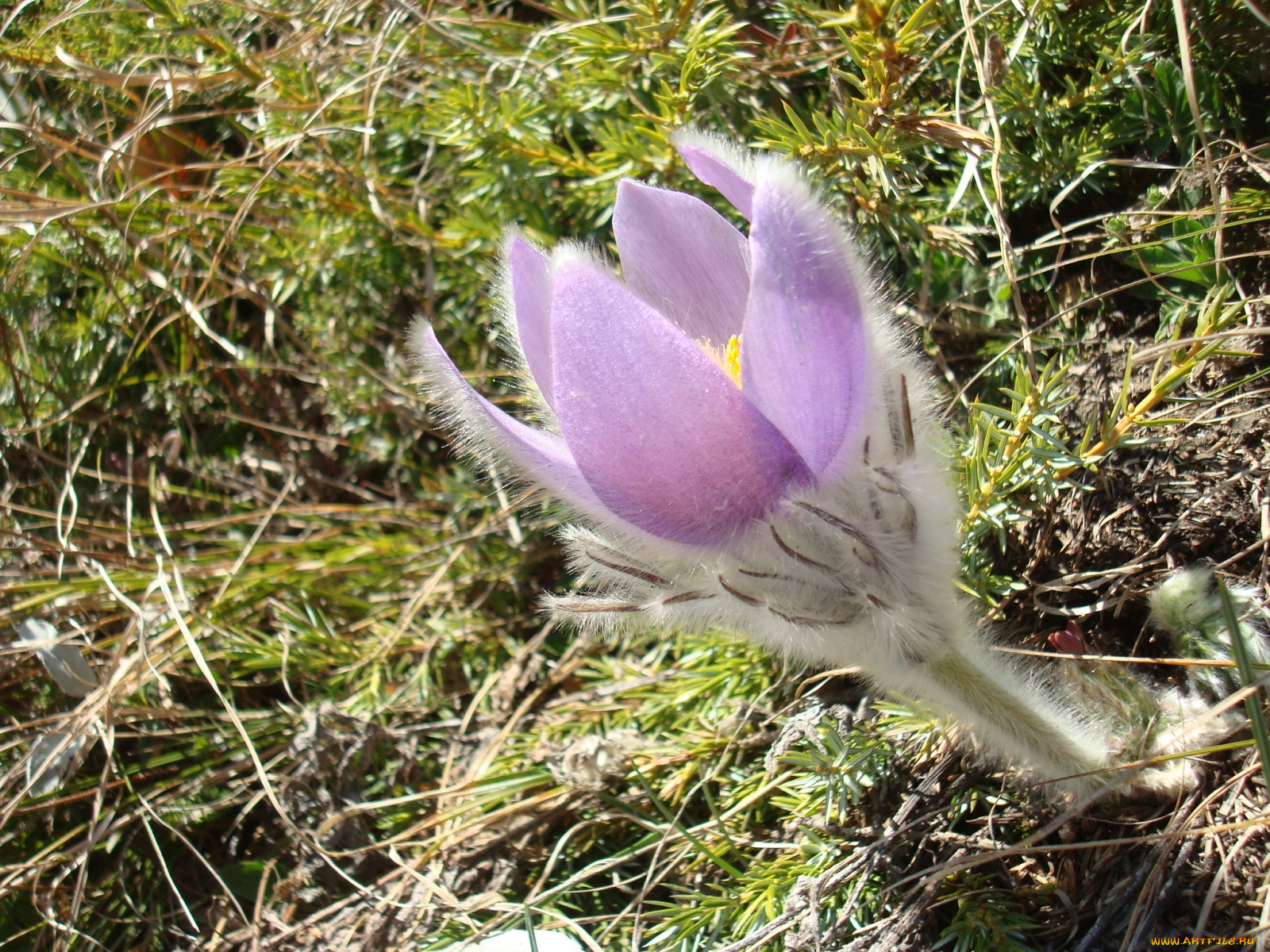 цветы, анемоны, адонисы, прострел
