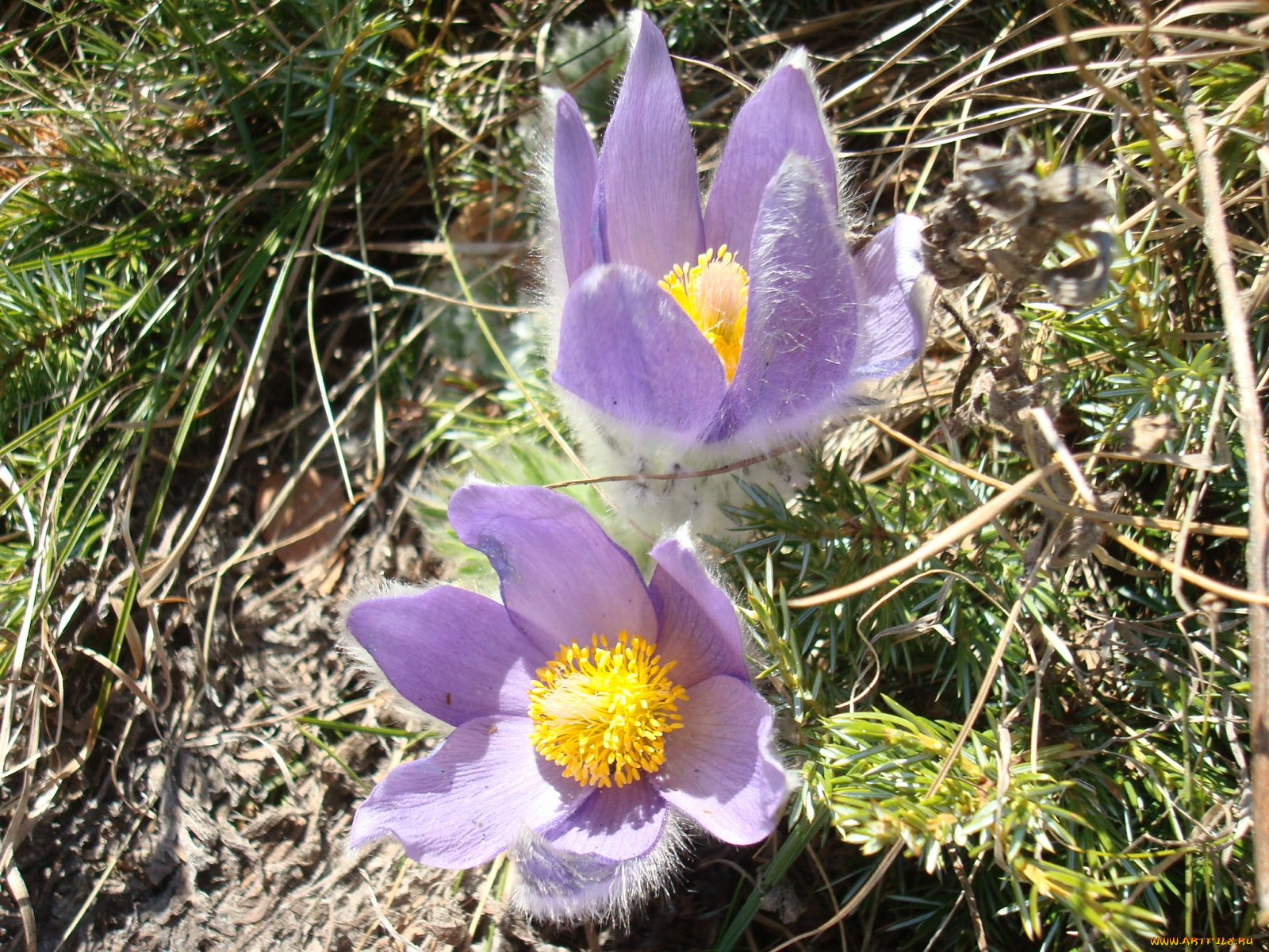 цветы, анемоны, адонисы, прострел