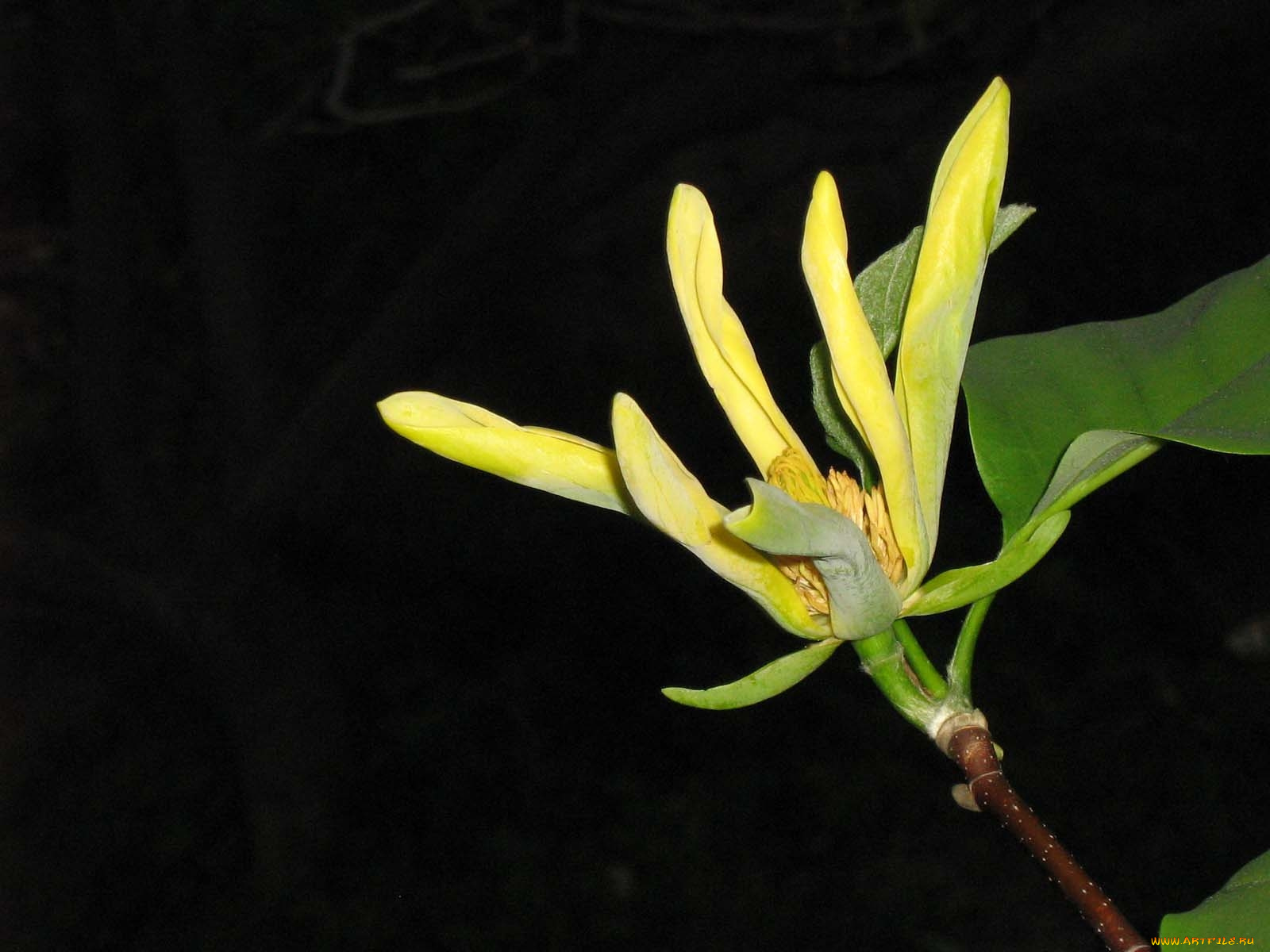 цветы, магнолии, лепестки