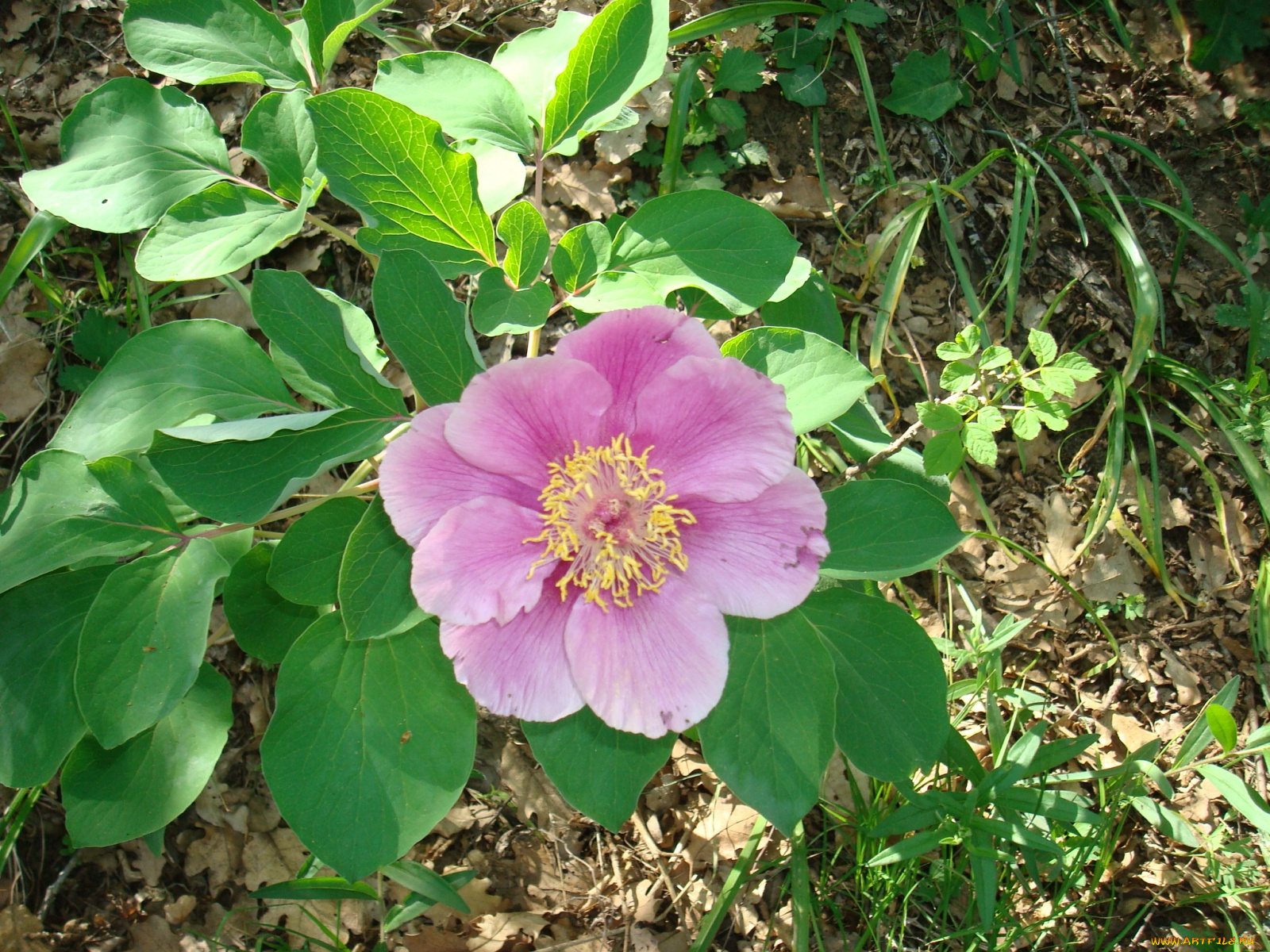 цветы, пионы, розовый