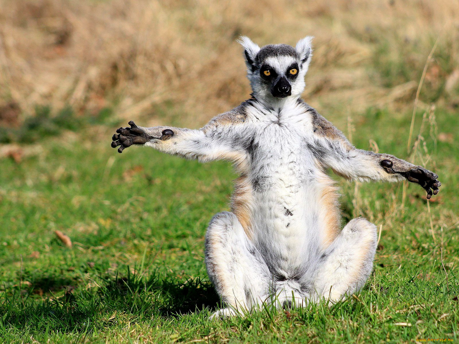 животные, лемуры, поза, забавный