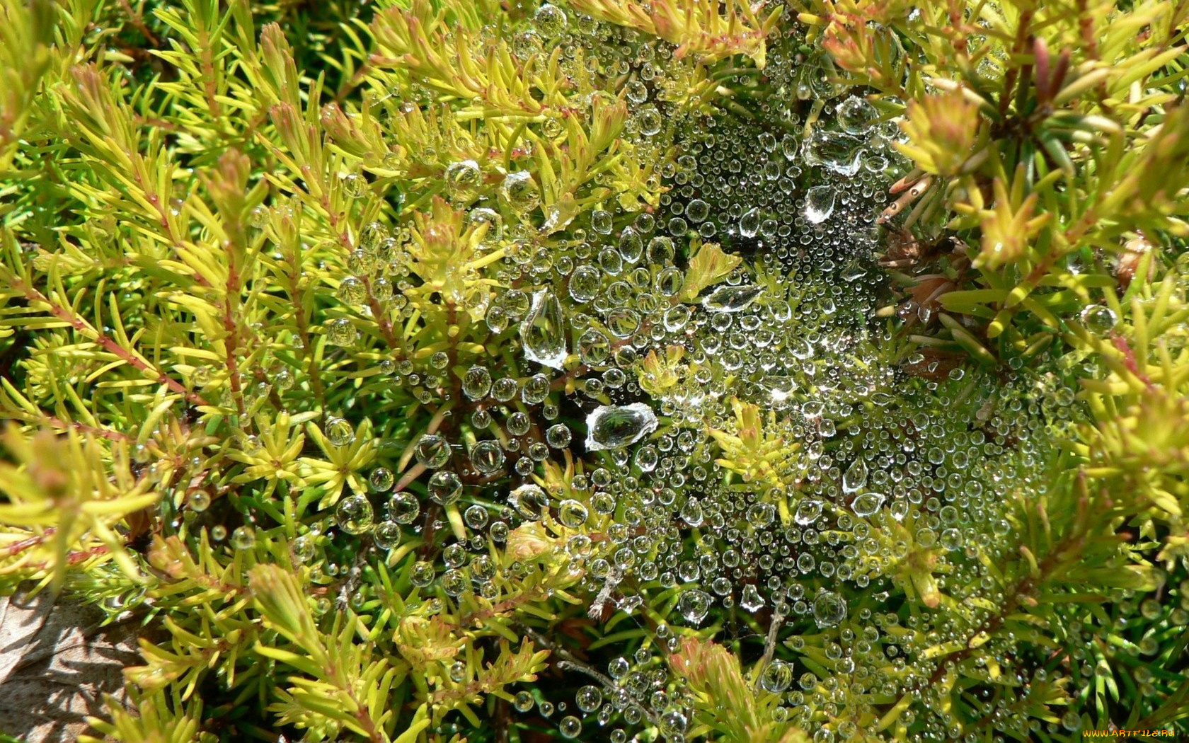 природа, макро, роса